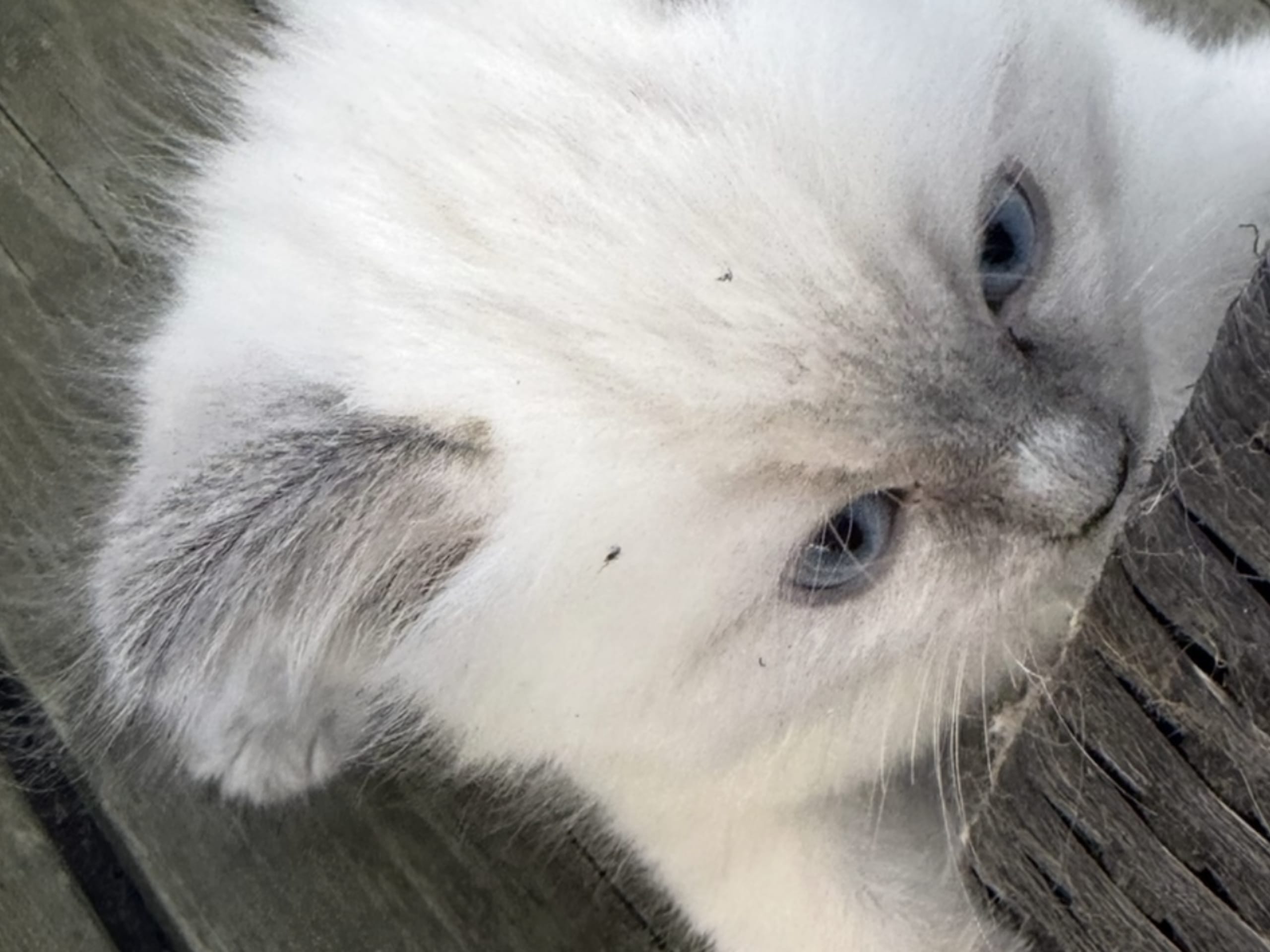 Ragdoll · Vallentuna · Anderwels