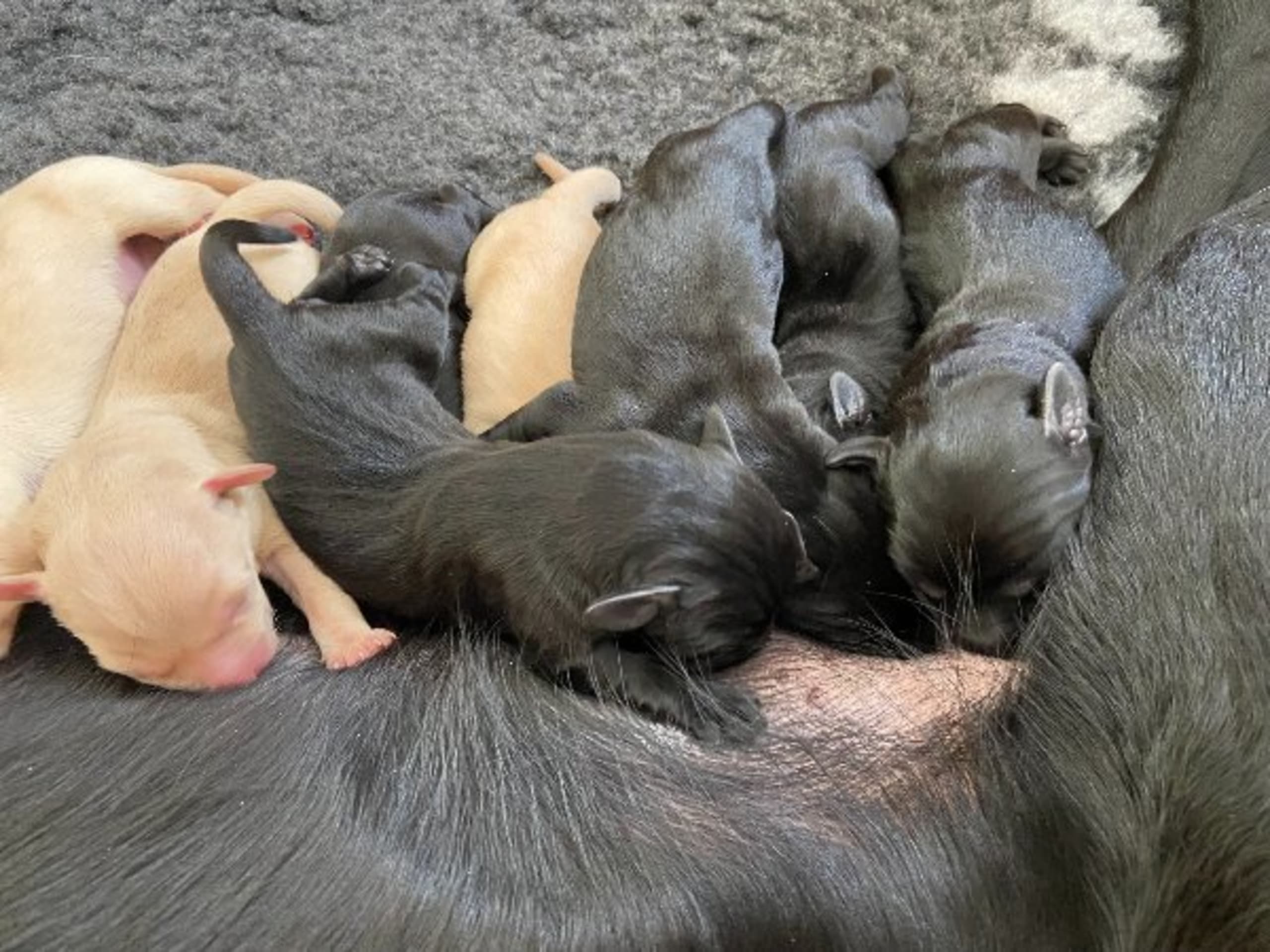 Labrador retriever · Knutby · Gamegainer