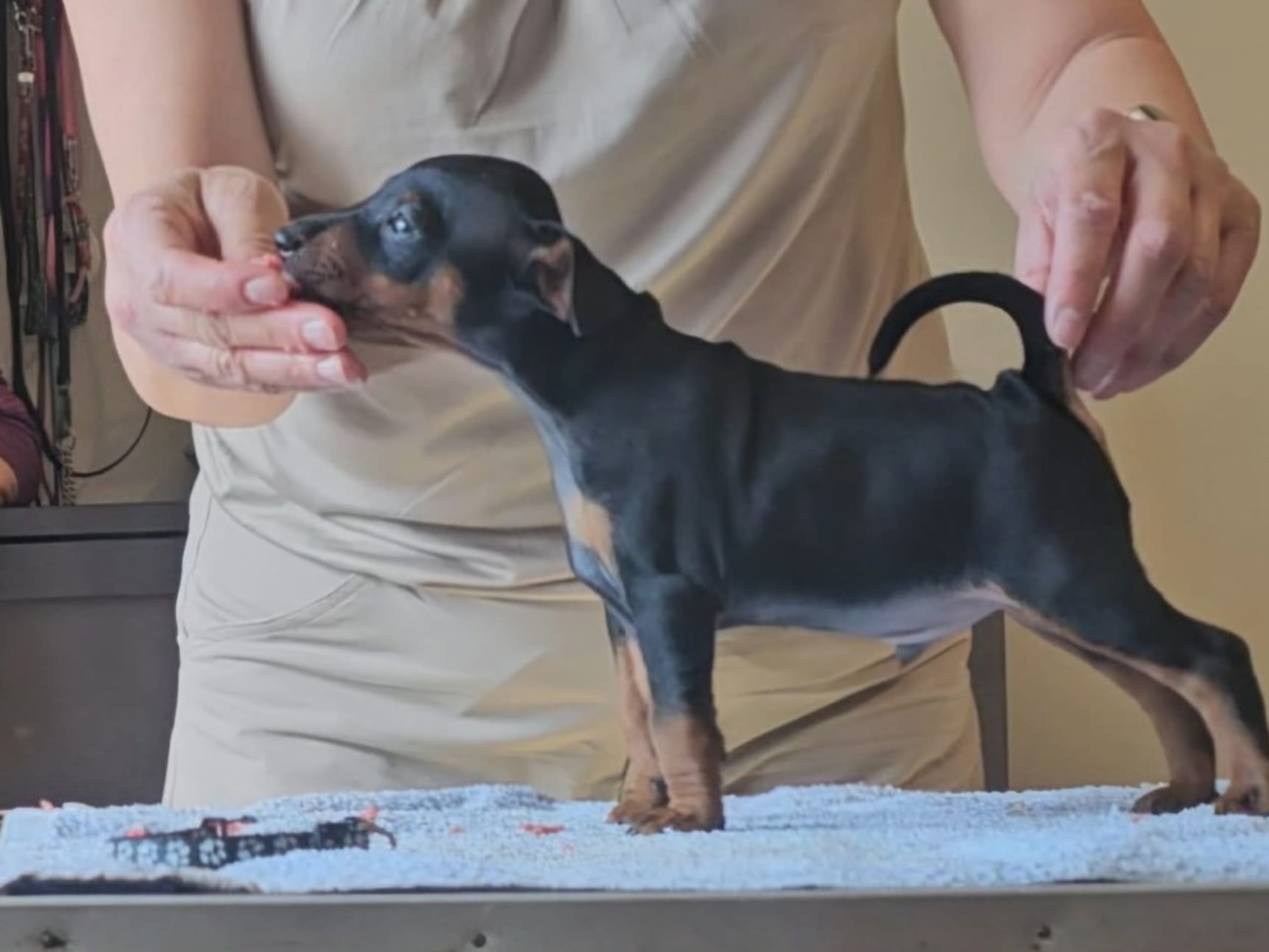 Miniature Pinscher · Linköping · Love Cox's