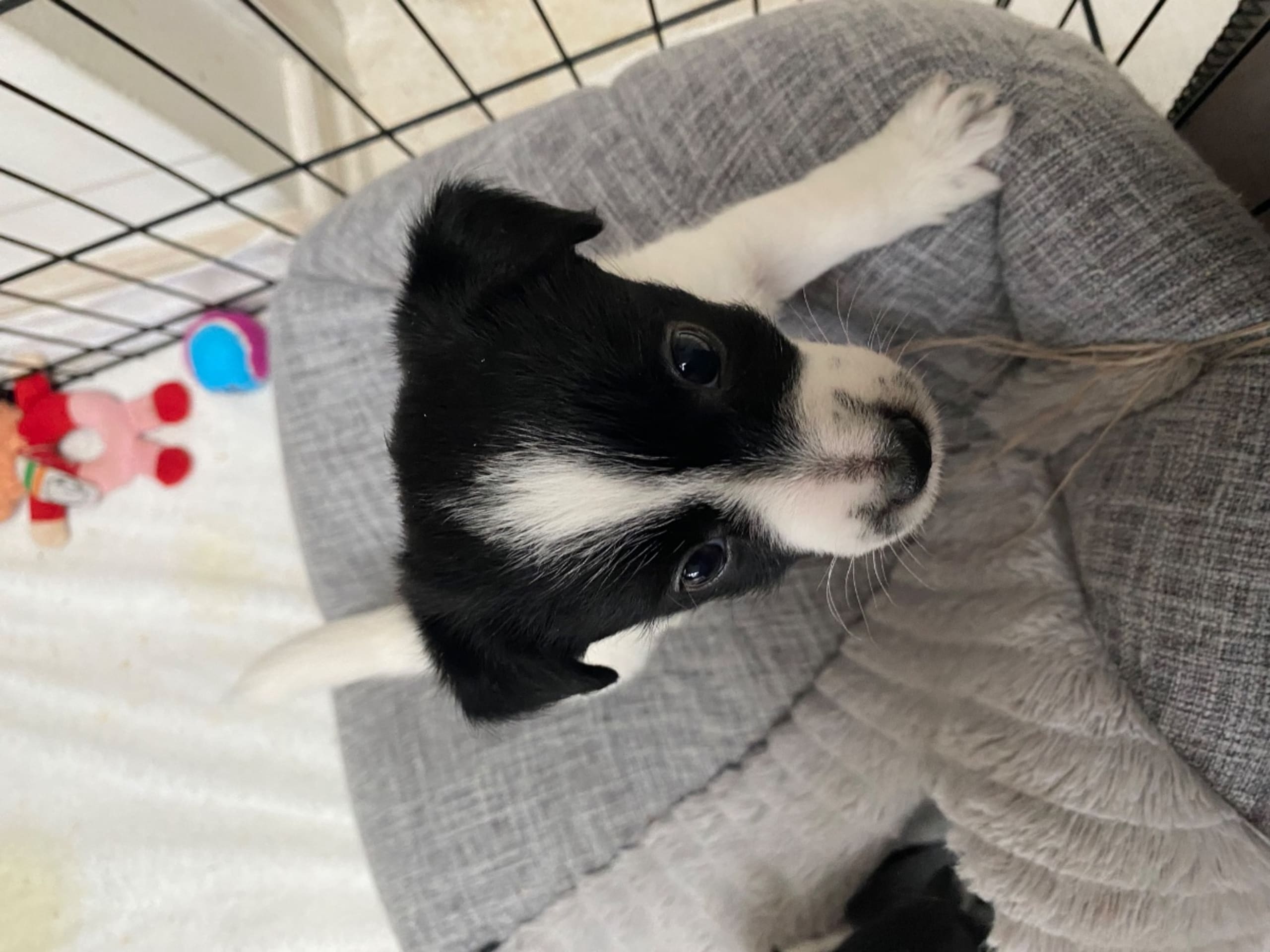 Jack russell terrier