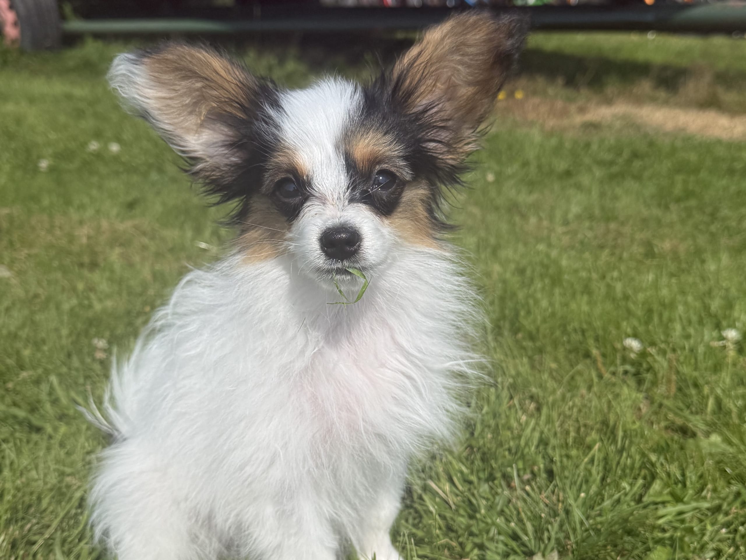 Papillon · Domsjö · Ridge Beautiness