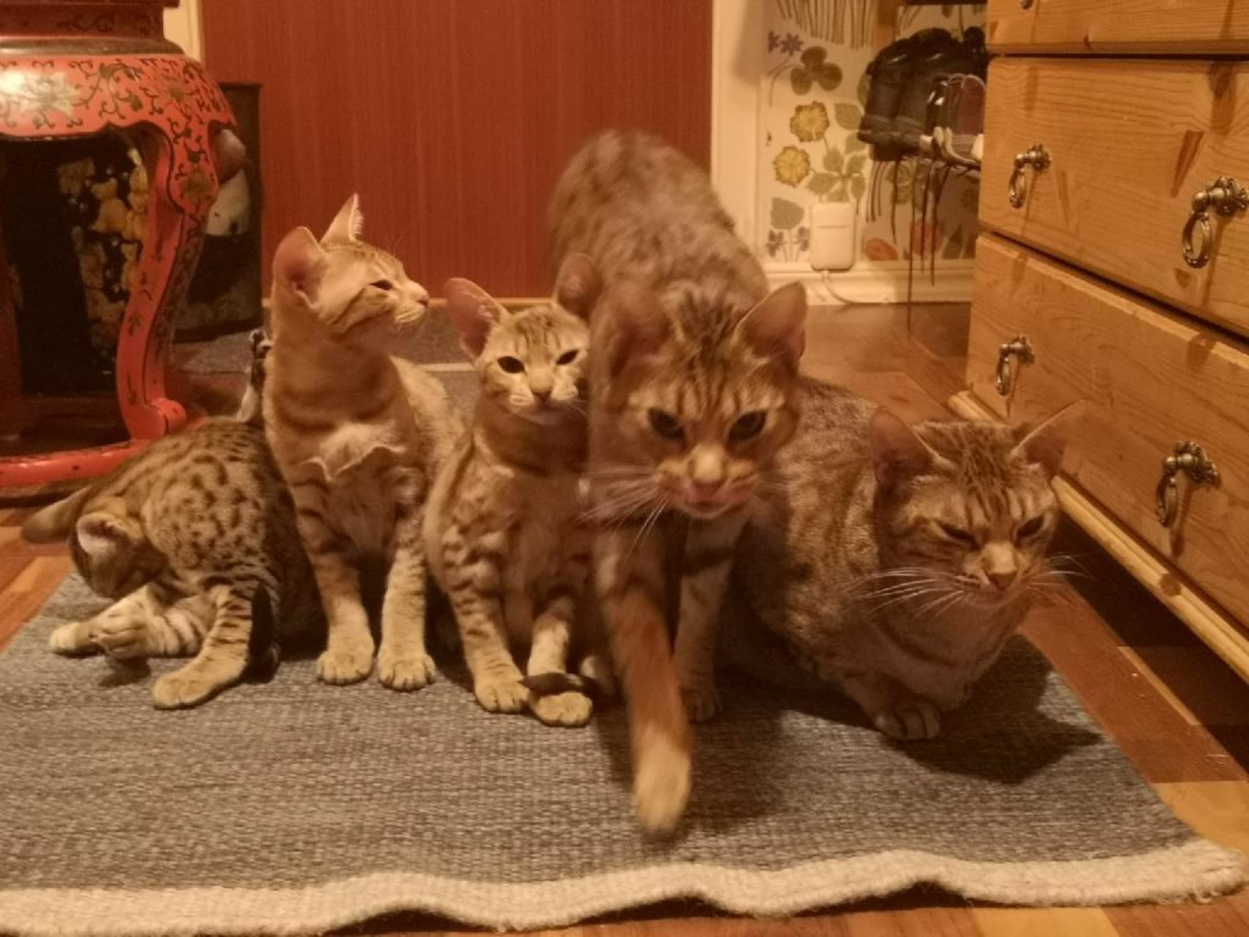 Ocicat · Nyköping · SE*Aspkatter