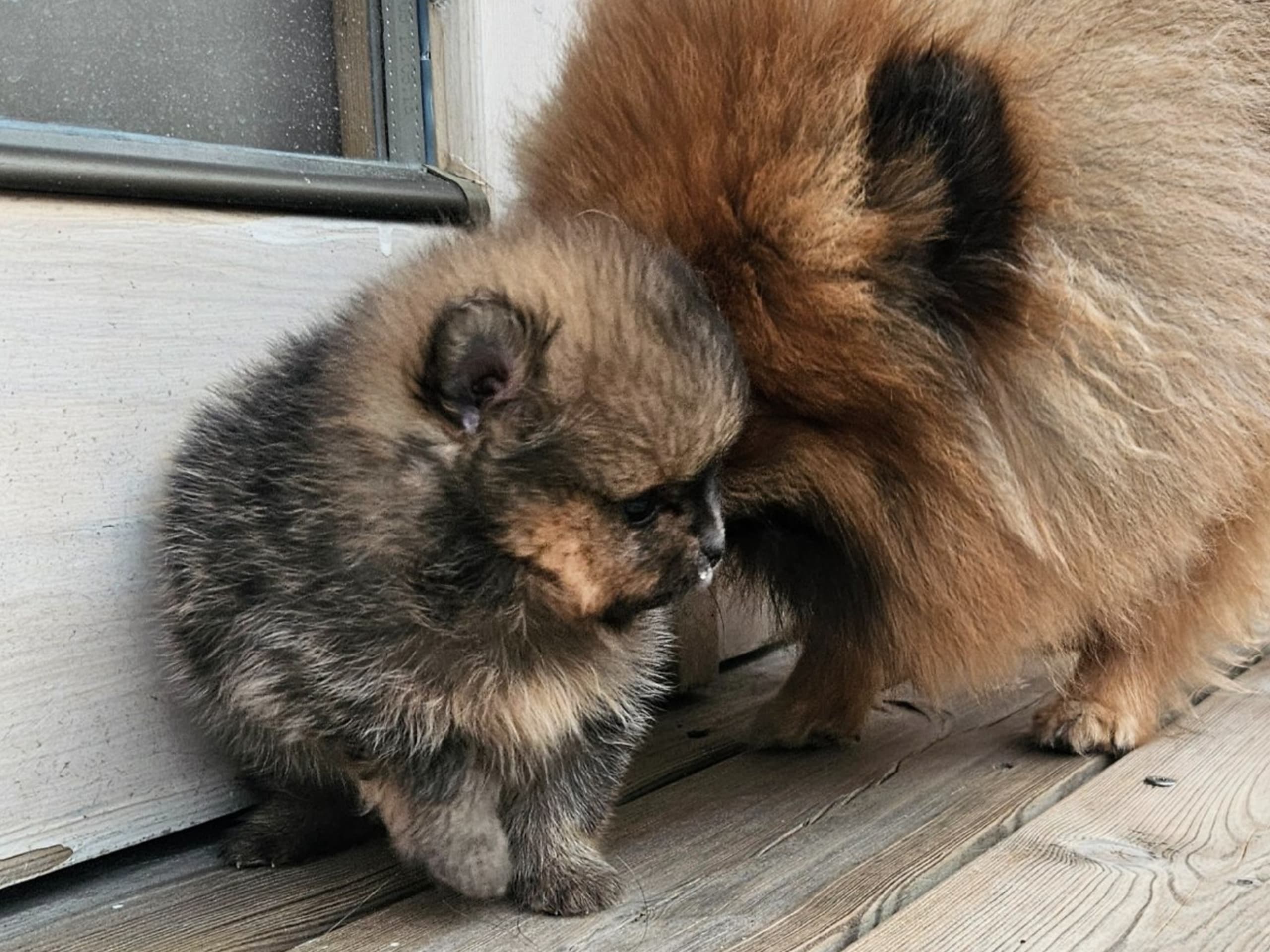 Pomeranian · Kågeröd · Tiny Winne
