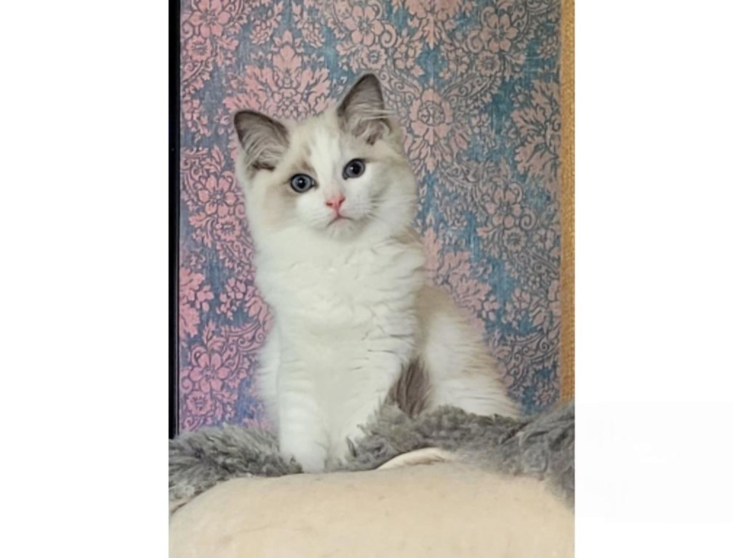 Ragdoll · Fritsla · SE*Maverick's