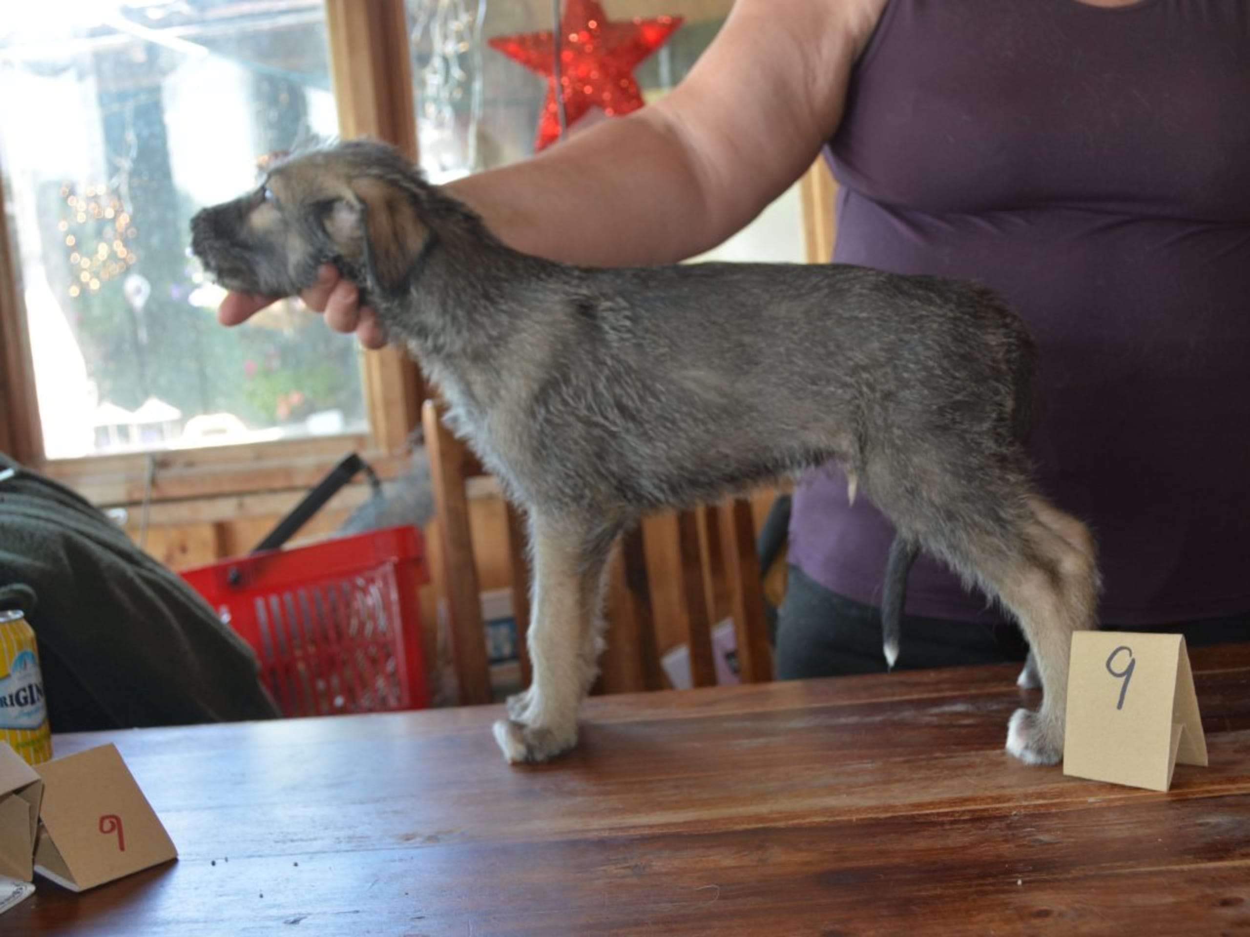 Irish Wolfhound · Stora Levene · Åkerö's