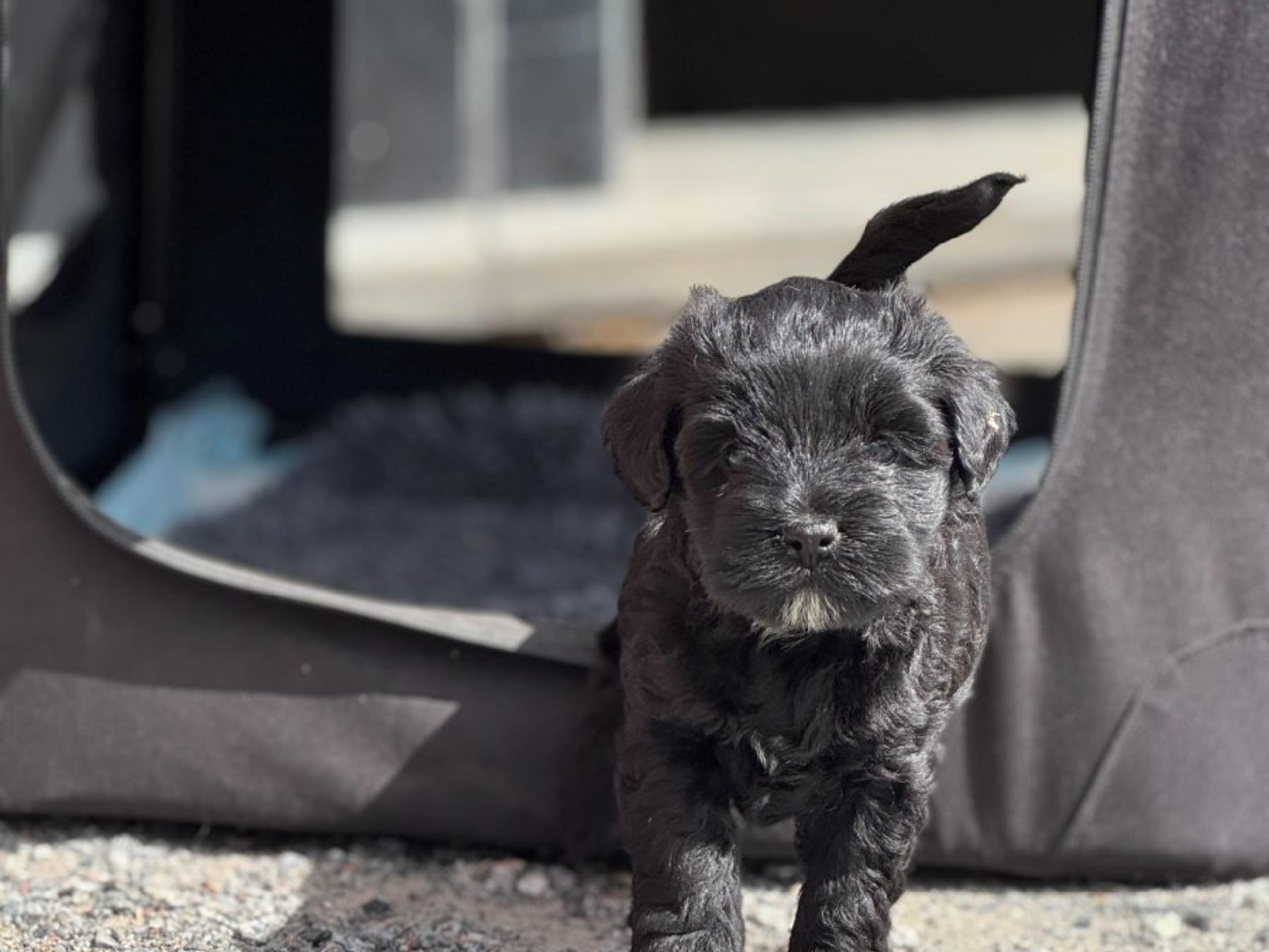 Tibetan Terrier · Skokloster · Solstickans