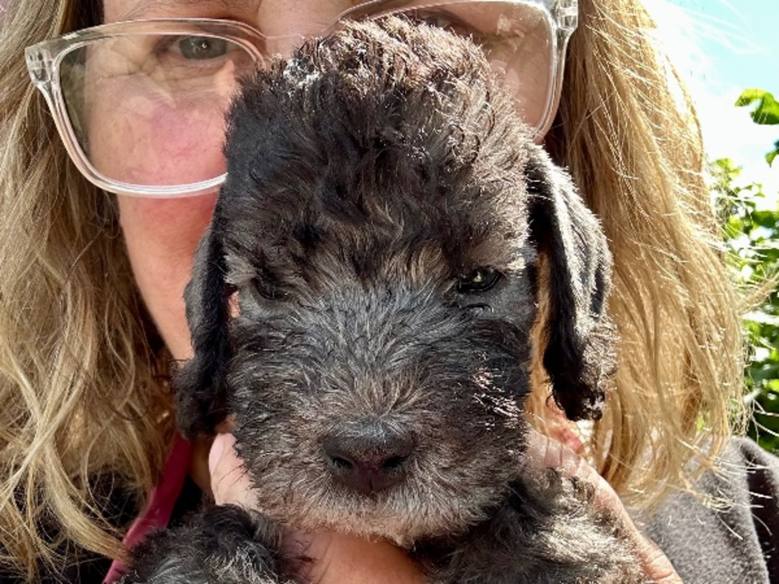 Bedlington Terrier · Österbybruk · Toolbox