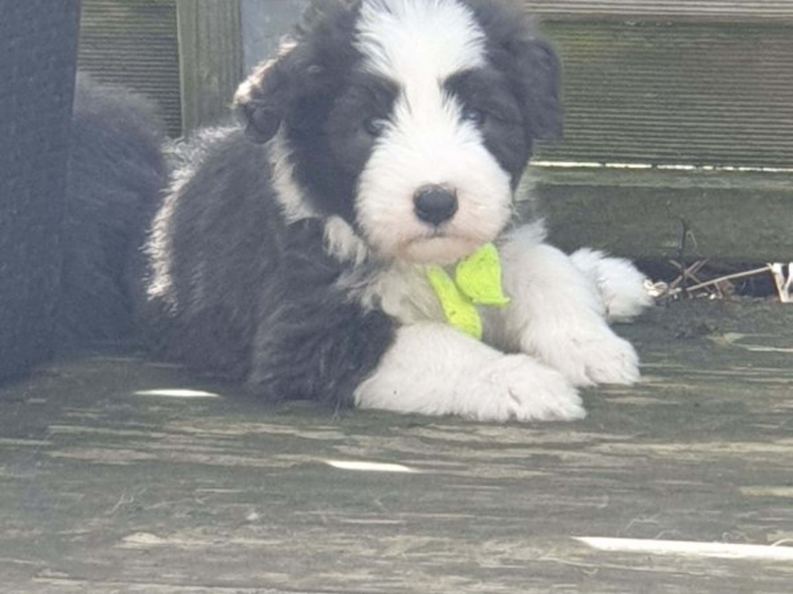 Bearded Collie · Åskloster · Kennel Happy Landing