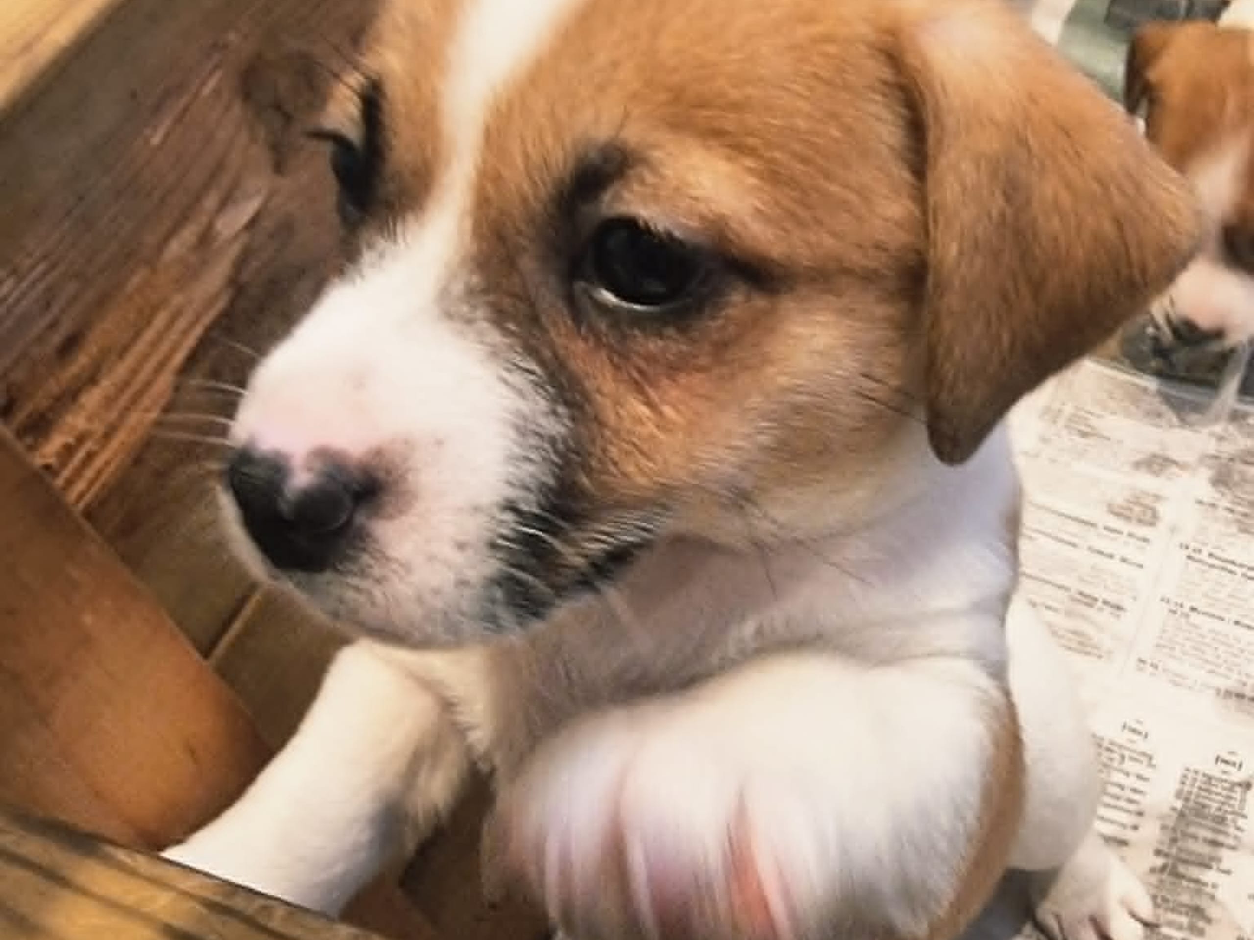 Jack Russell Terrier · Vormsund · Gun Synøve Wulff