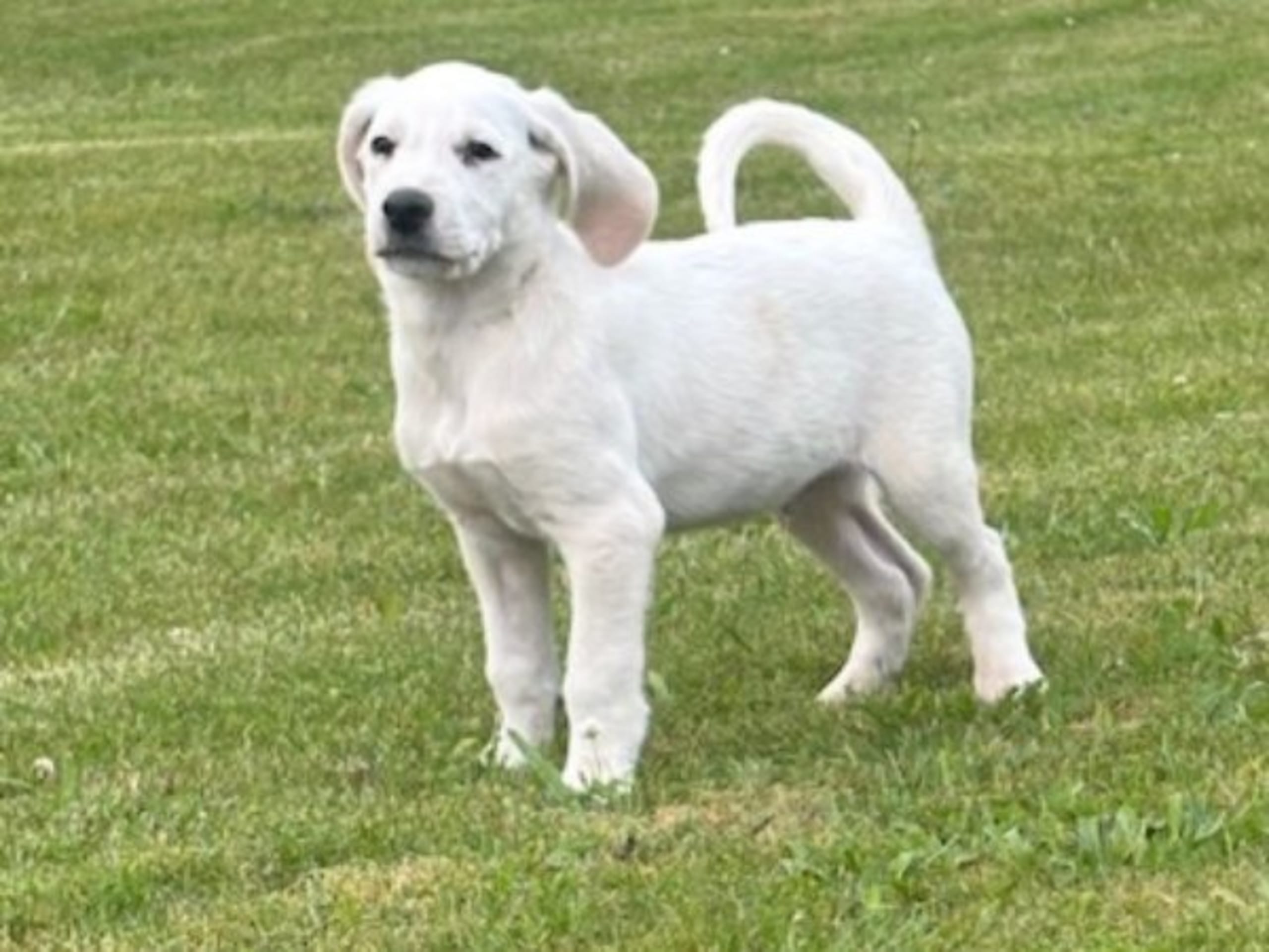 American Foxhound · Boxholm · Boxholmsjägarens