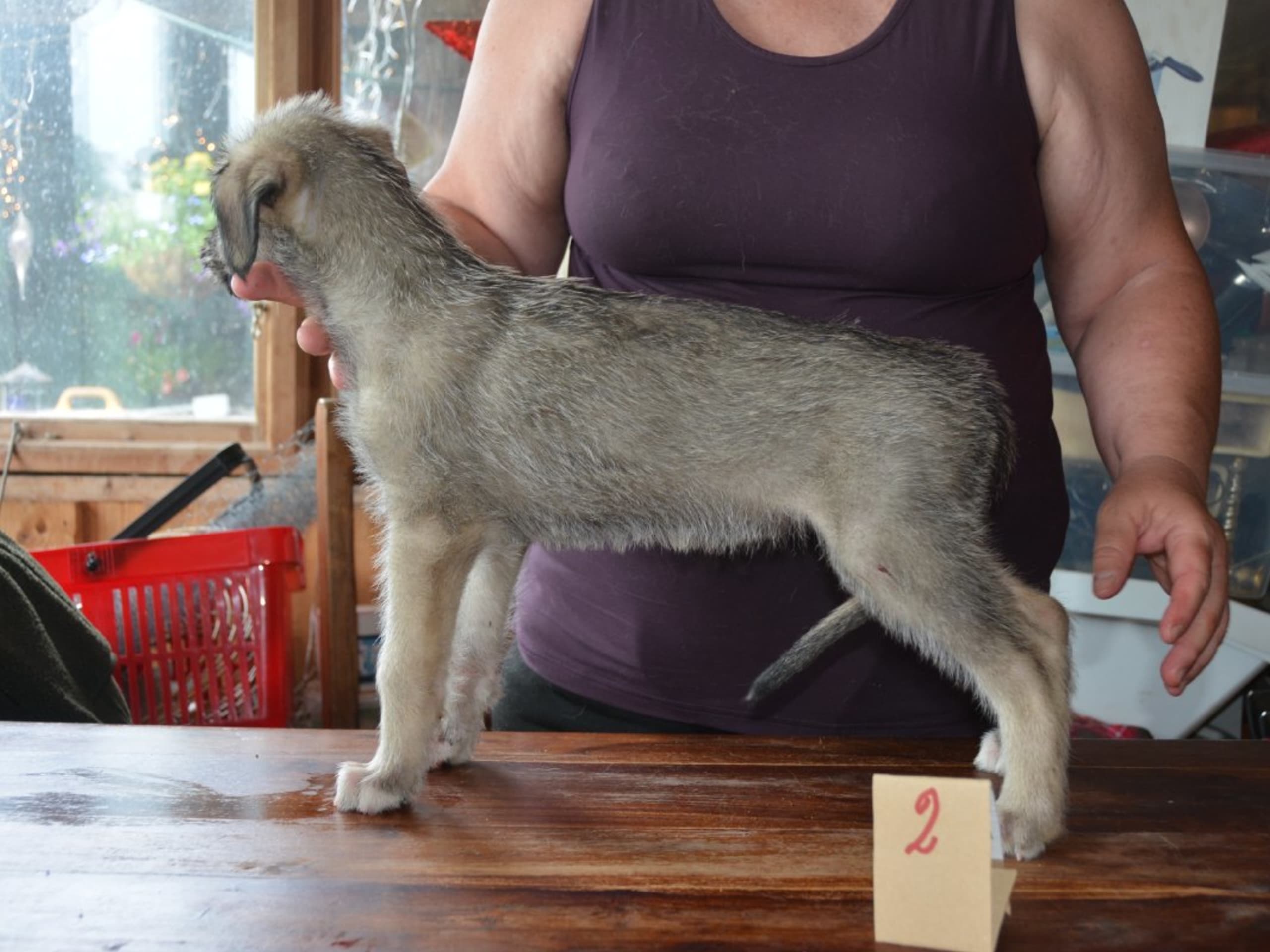 Irish Wolfhound · Stora Levene · Åkerö's
