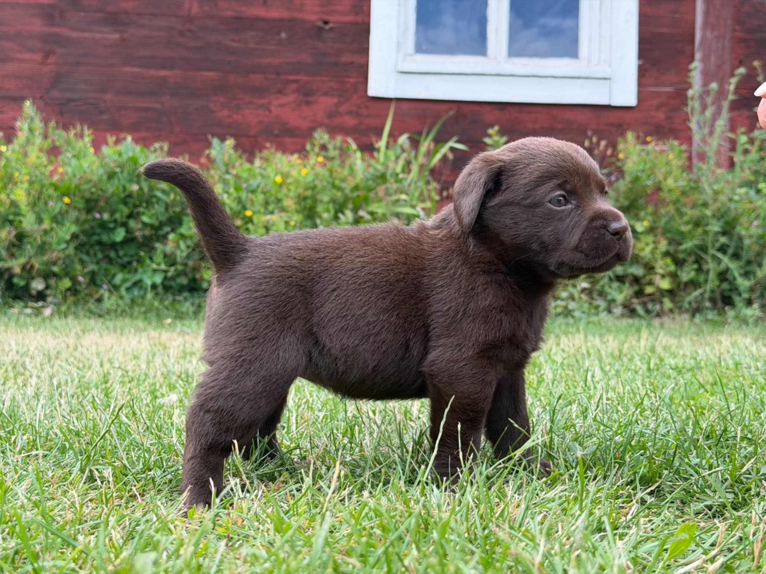 Labrador retriever · Vagnhärad · Unbridled Unicorn