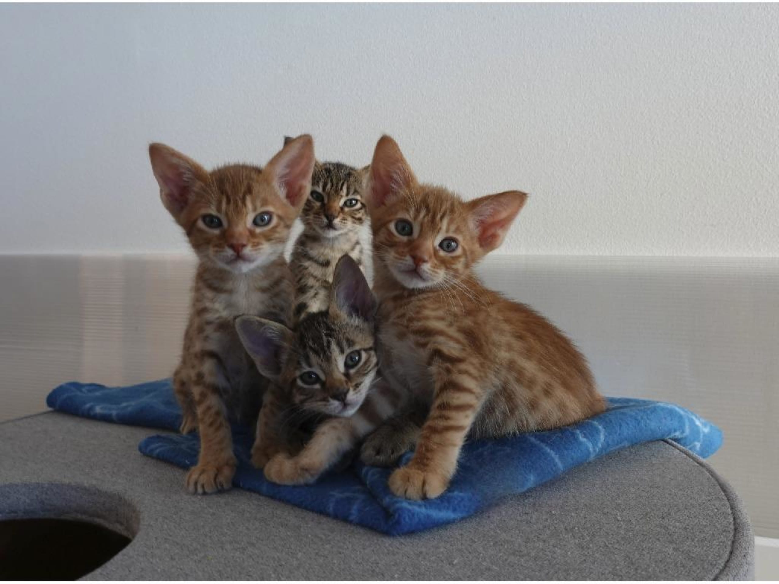 Ocicat · Uppsala · SE*Alsmarks