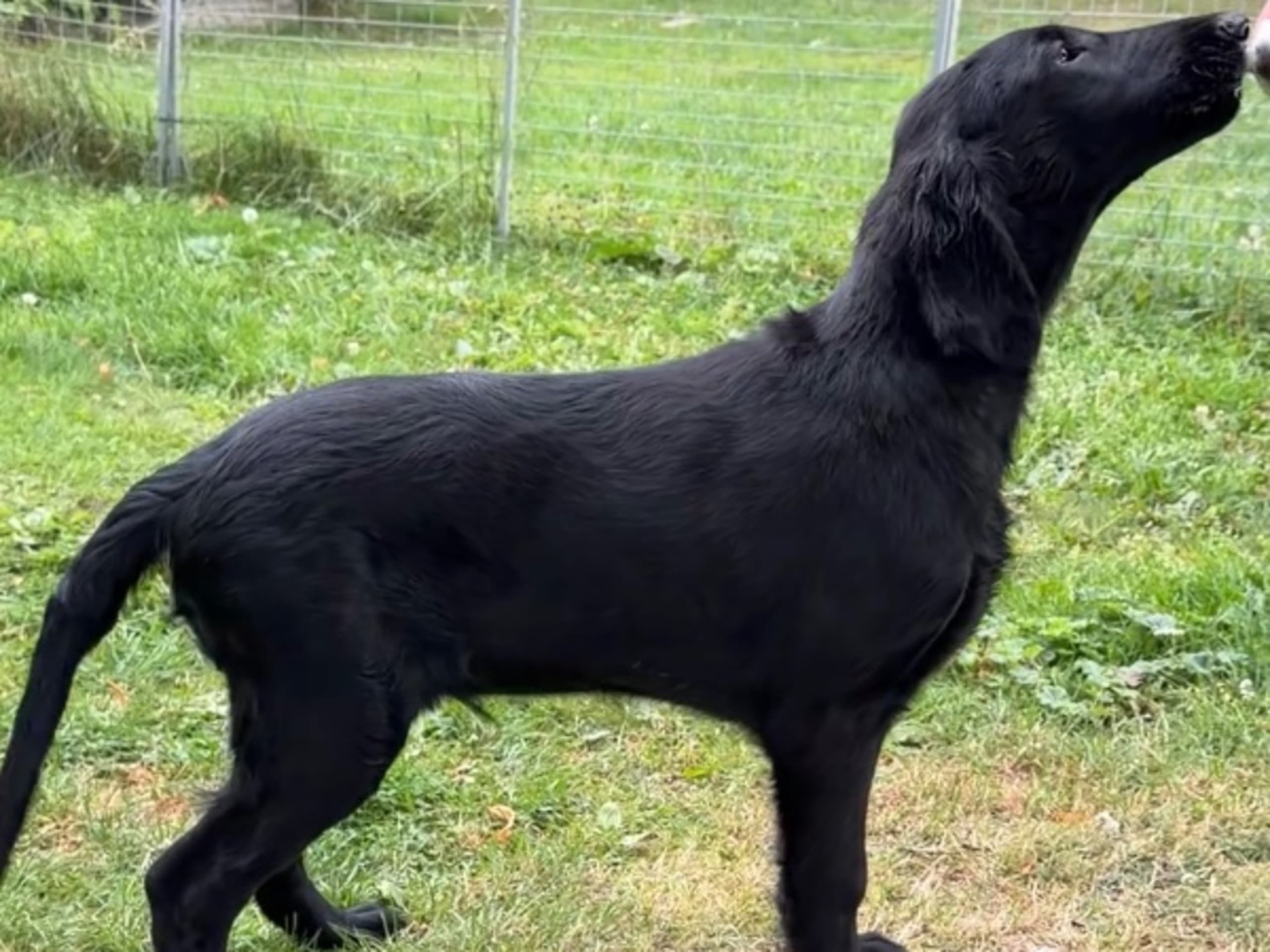 Flatcoated retriever · Rånäs · Itans Ljuva