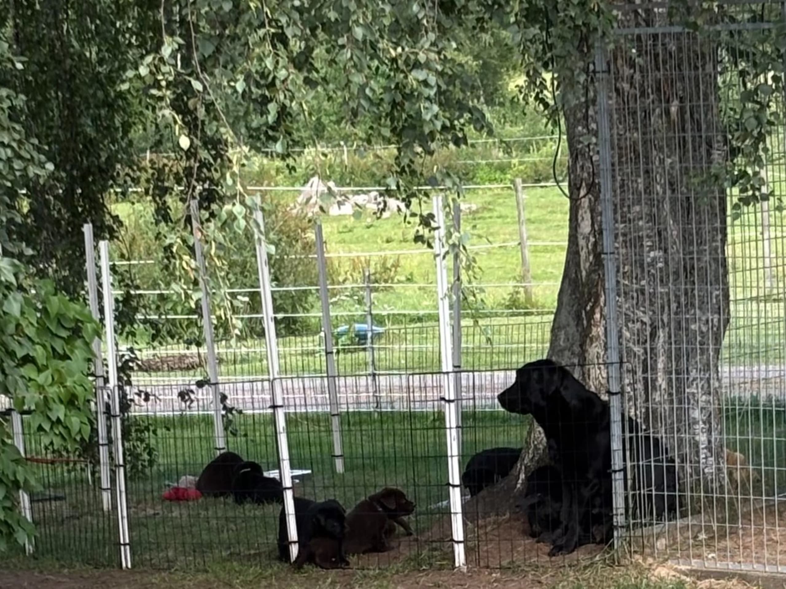 Labrador Retriever · Tidaholm · Runnekullen's kennel