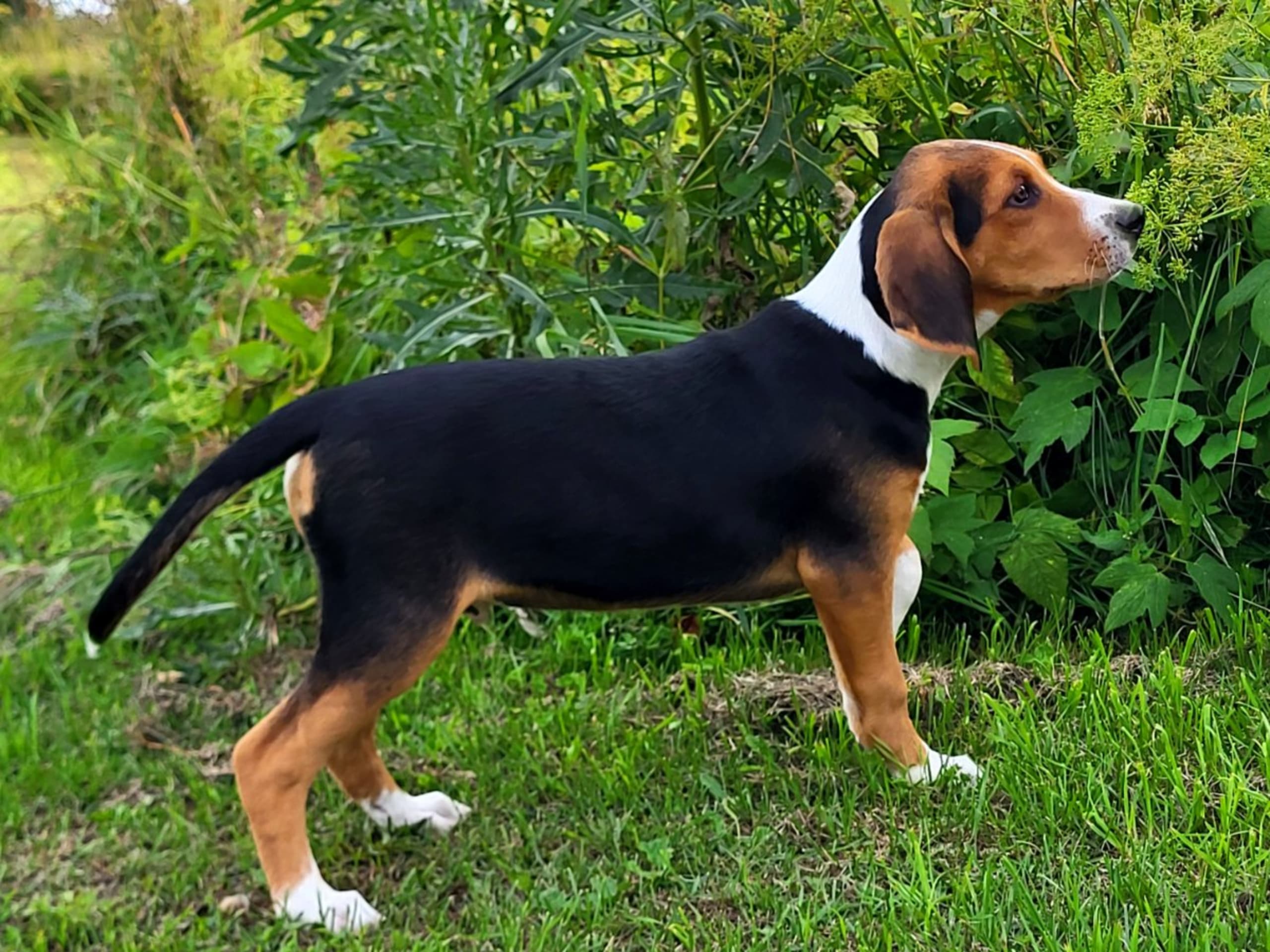 Hamilton Hound · örsundsbro · Ackers