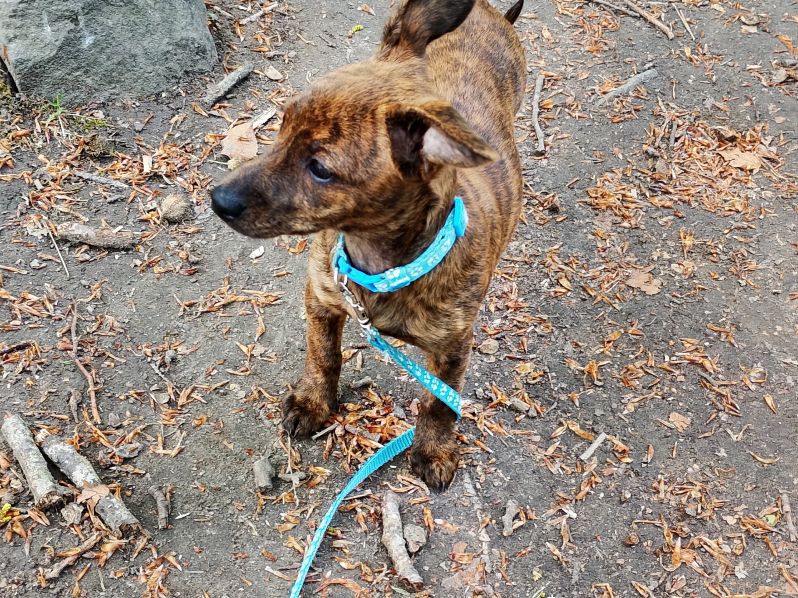 Tibetansk spaniel-?-English ToyTerrier · Söderåkra · Helen E.