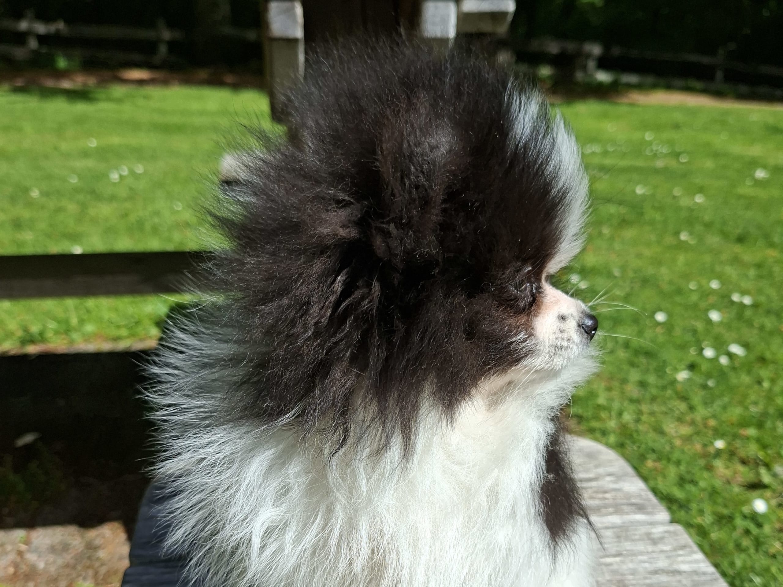 Pomeranian · Tyringe · Bodil N.