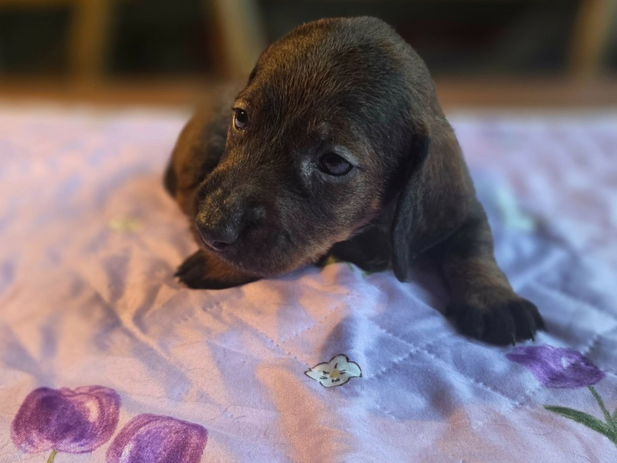Tax · Ljungbyhed · Bonatorpets