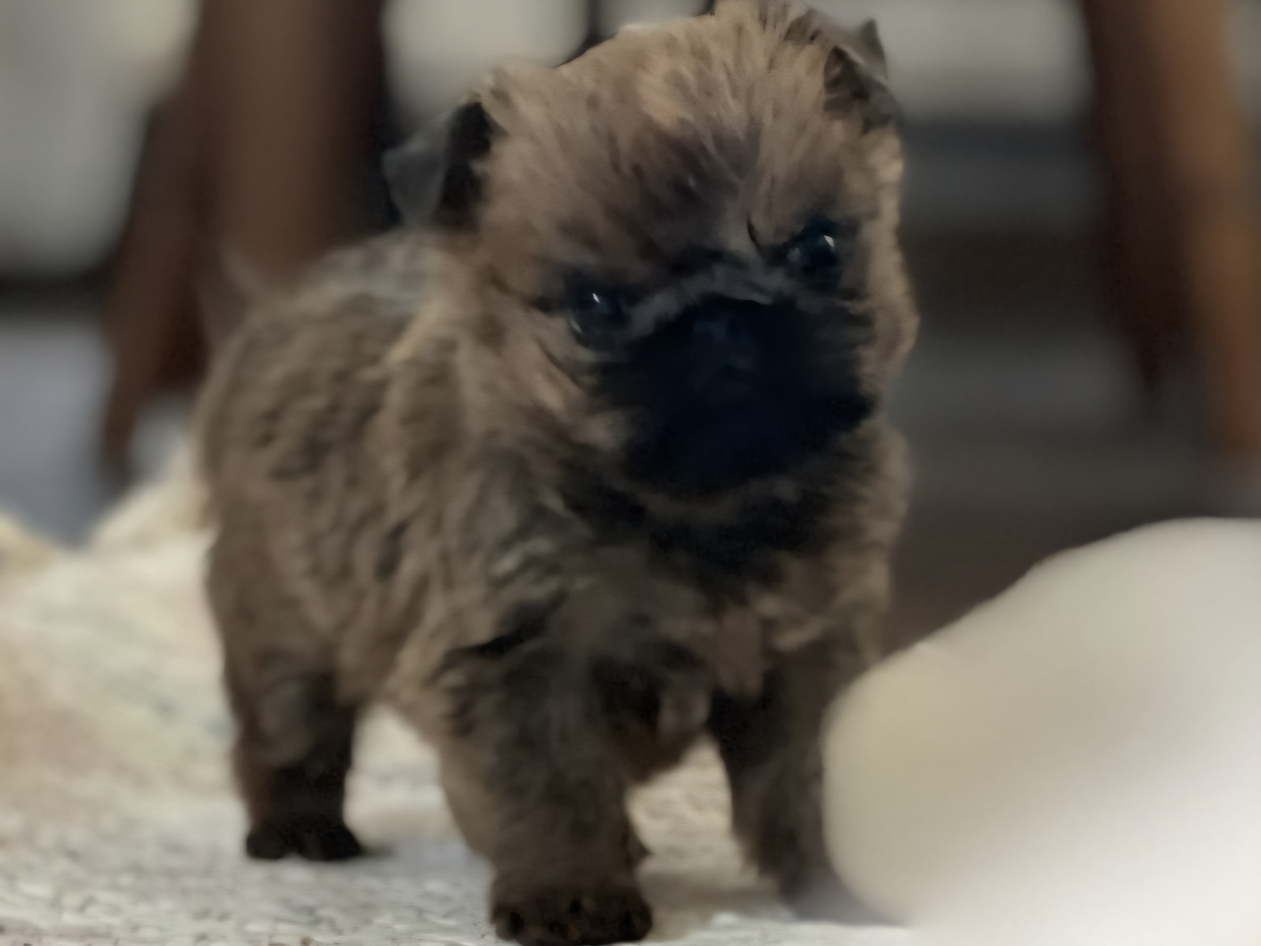 Griffon bruxellois · Mariestad · Goblins Kennel
