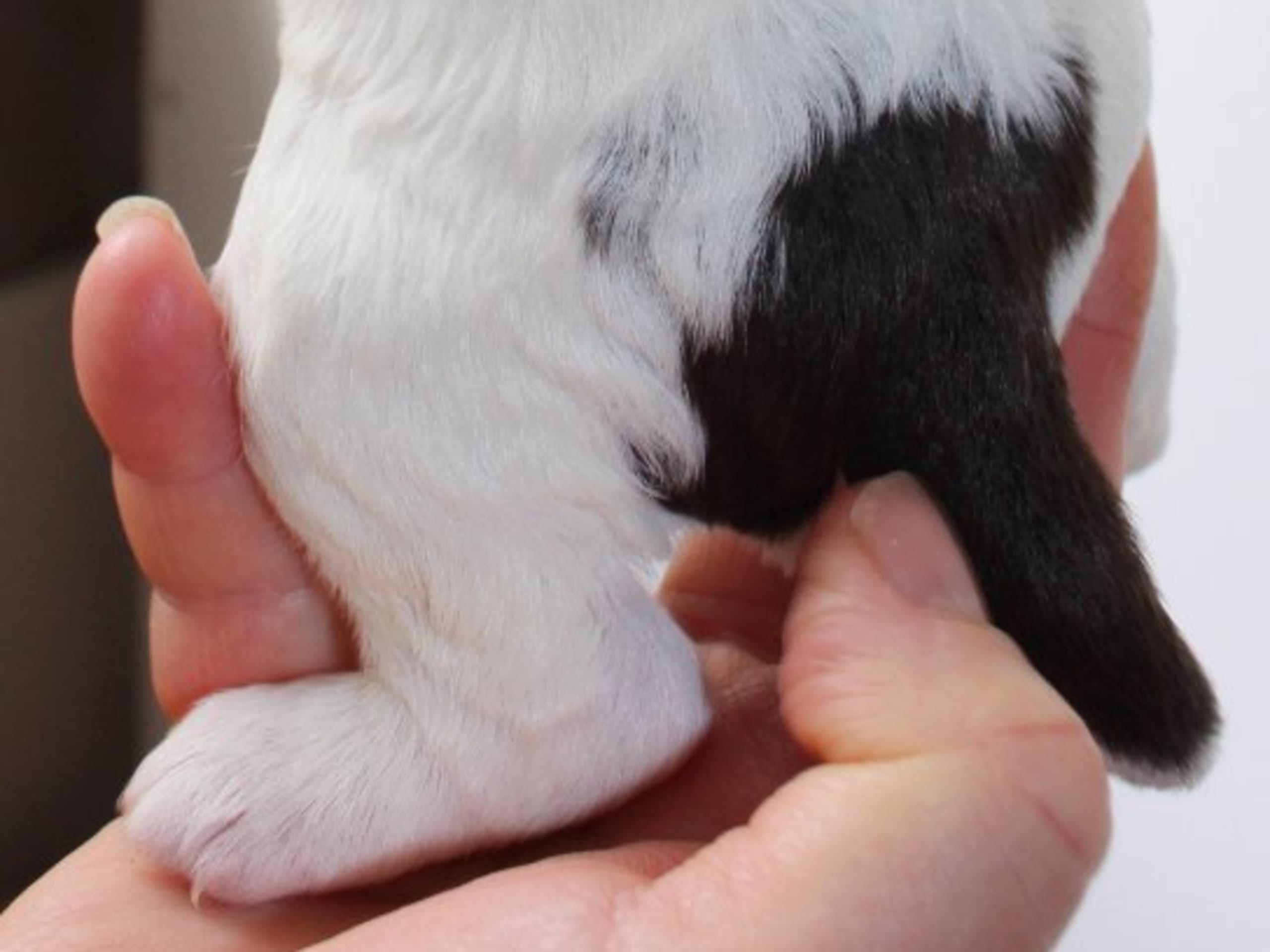 English Springer Spaniel · Uppsala · Quality Design