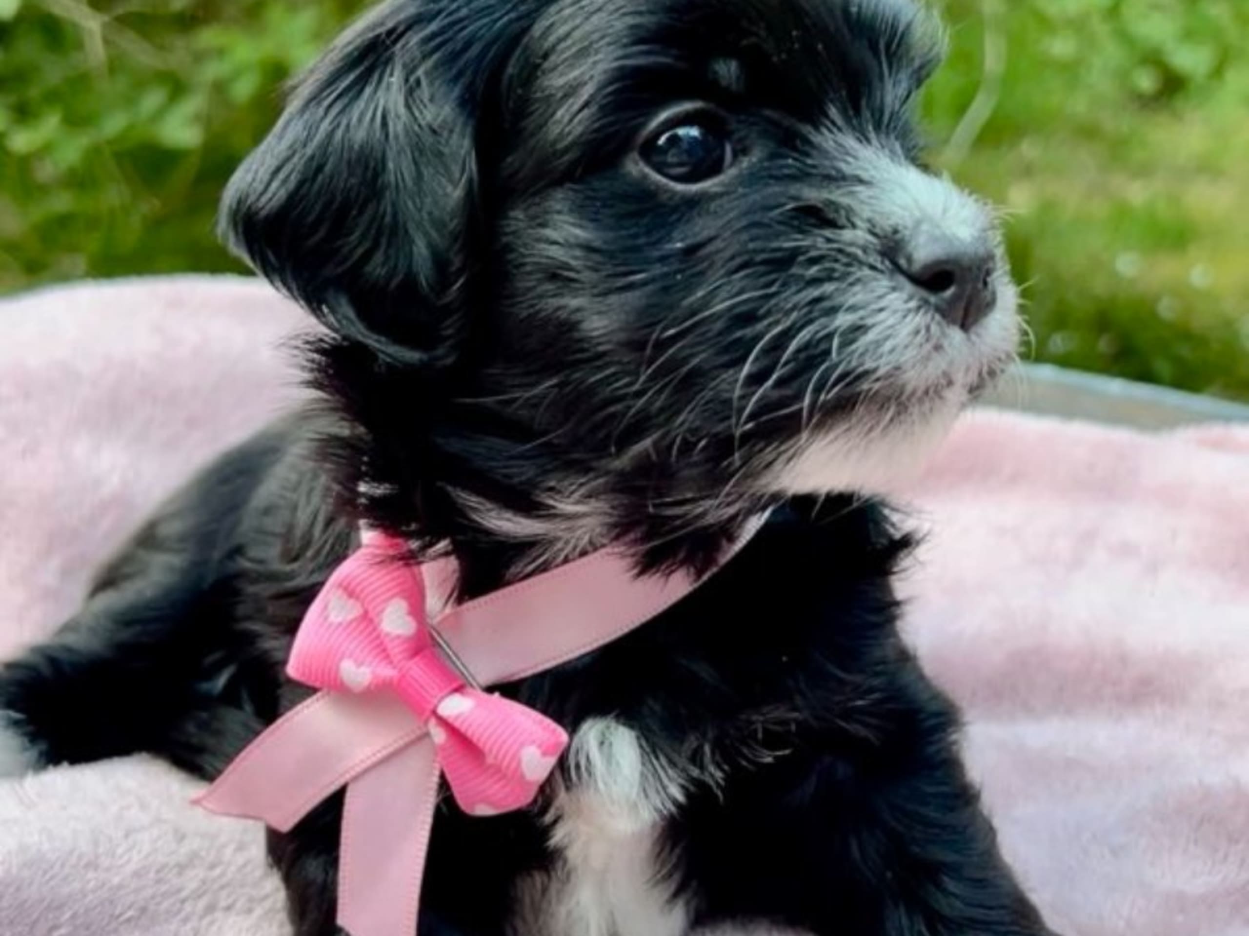 Bichon havanais · Veberöd · Hedbergs Härliga