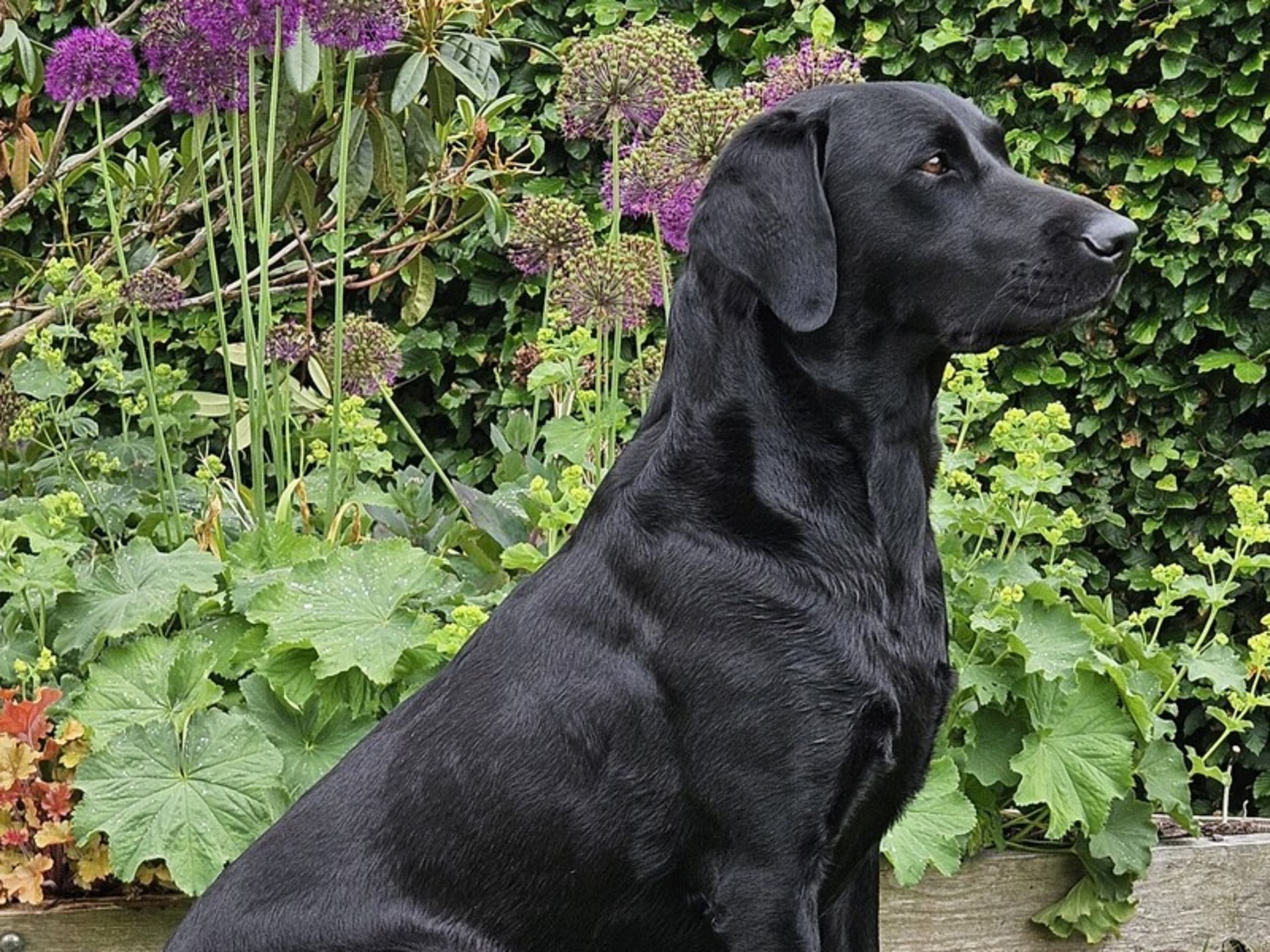Labrador retriever · Christiansfeld · Lindholm Gundogs