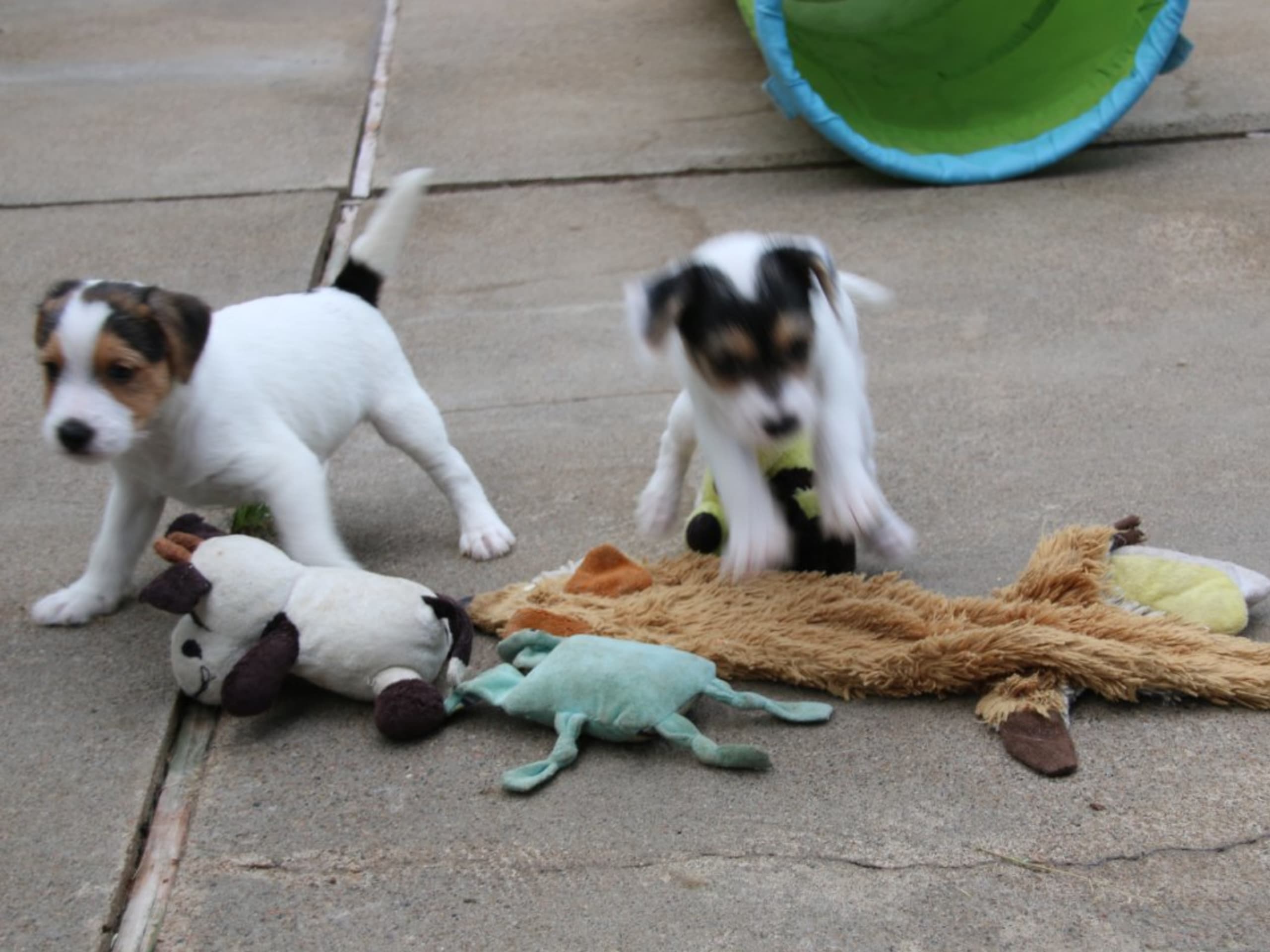 Parson russell terrier · Kristianstad · Double Barrel's