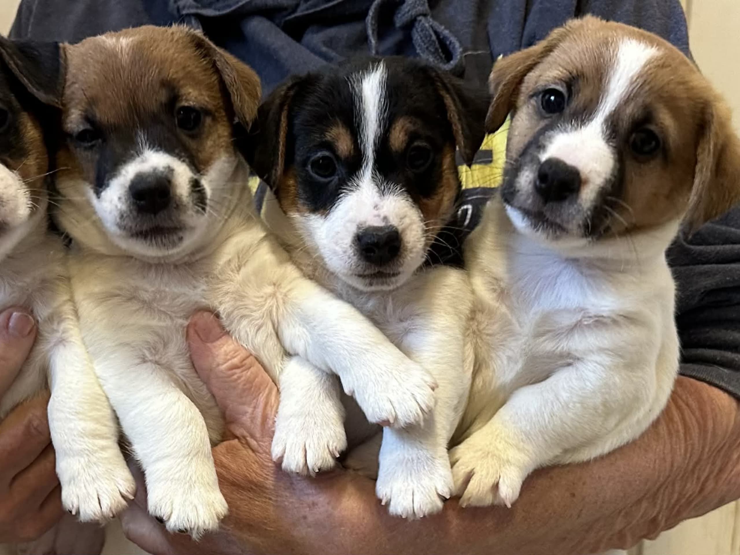 LIMELIGHT Kennels