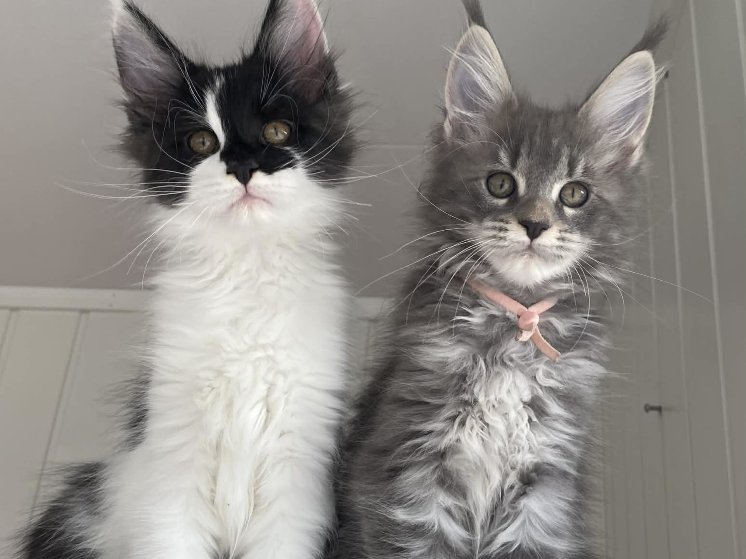 Maine Coon · Årnes · NO *Golden Lynx