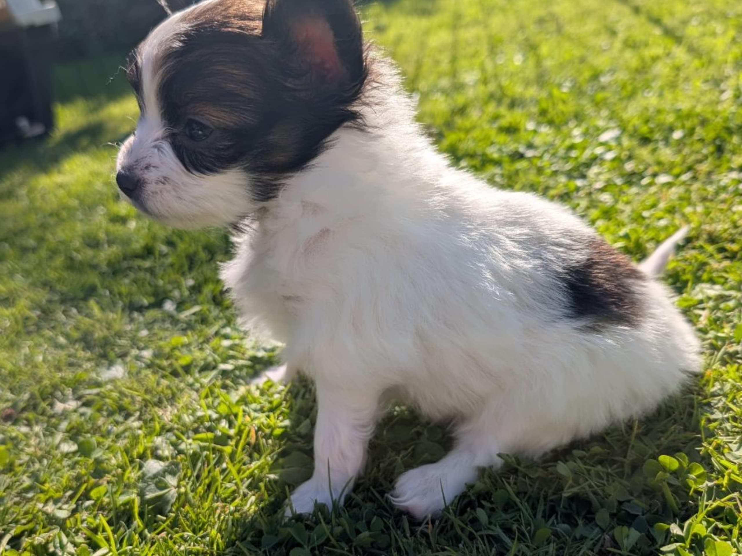Papillon · Brastad · Bohusklippans