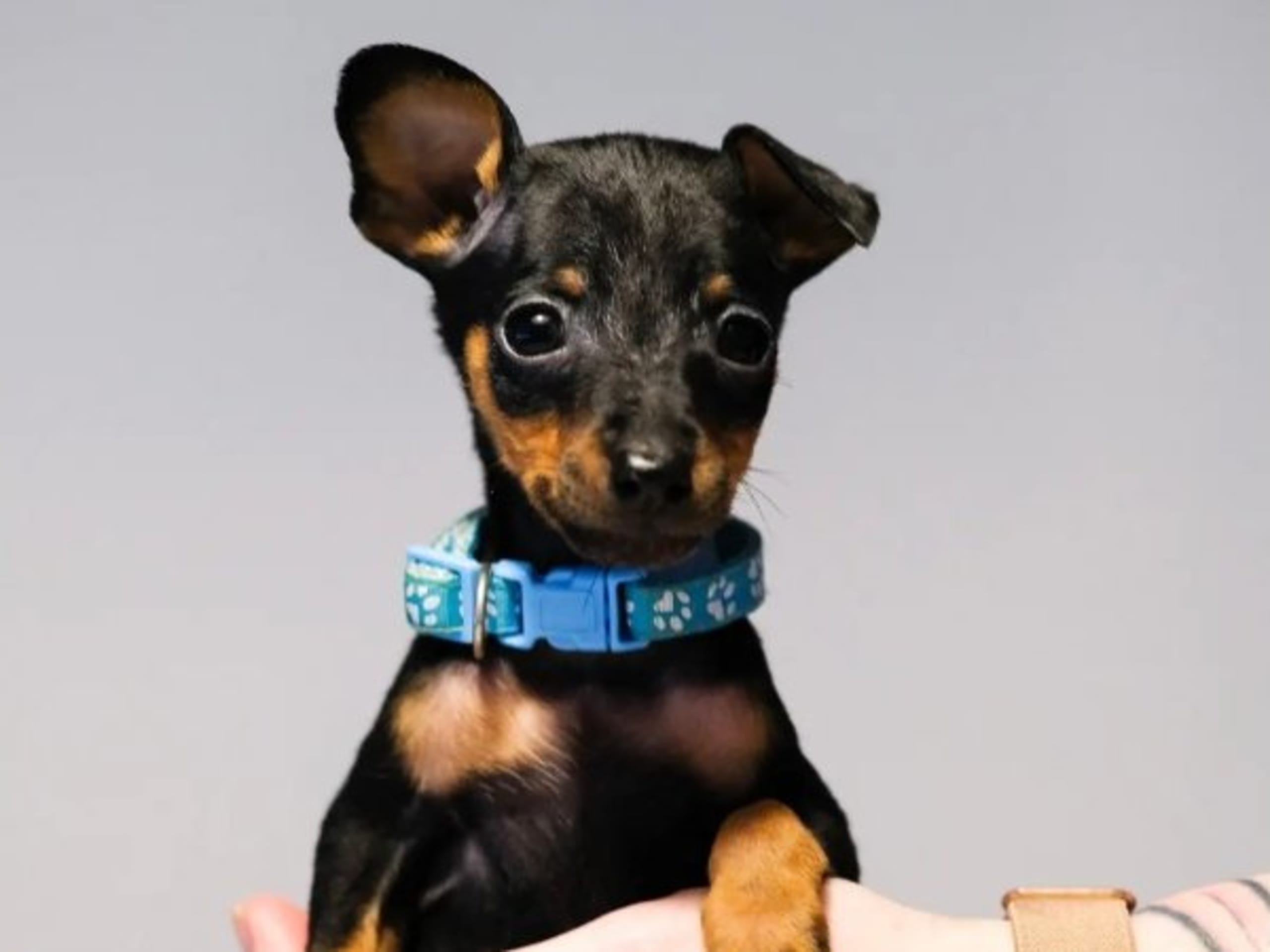 Dvärgpinscher · Anneberg · Rock N'Bark