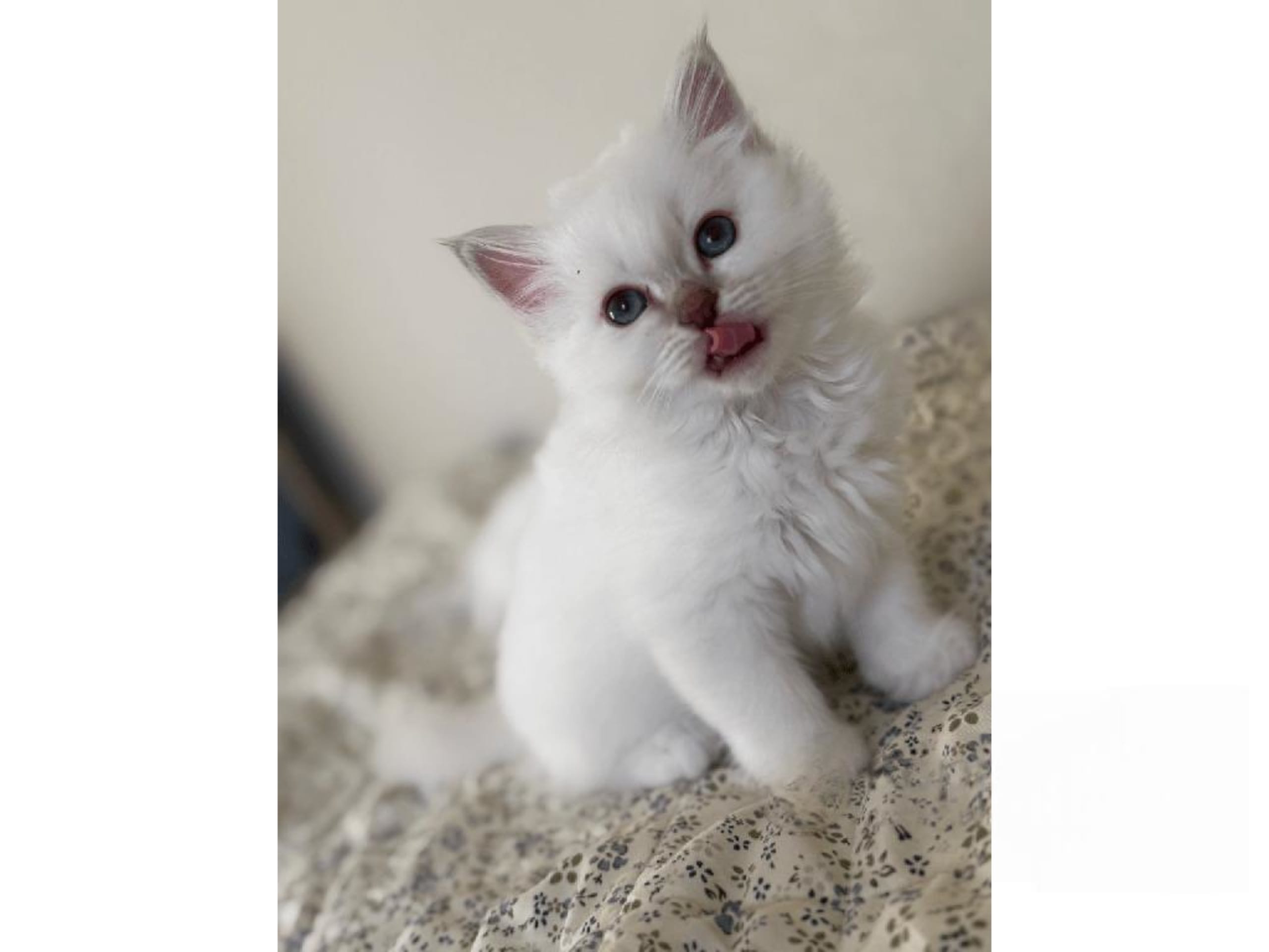Helig birma · Eslöv · SE*DiddlyPawsFarm