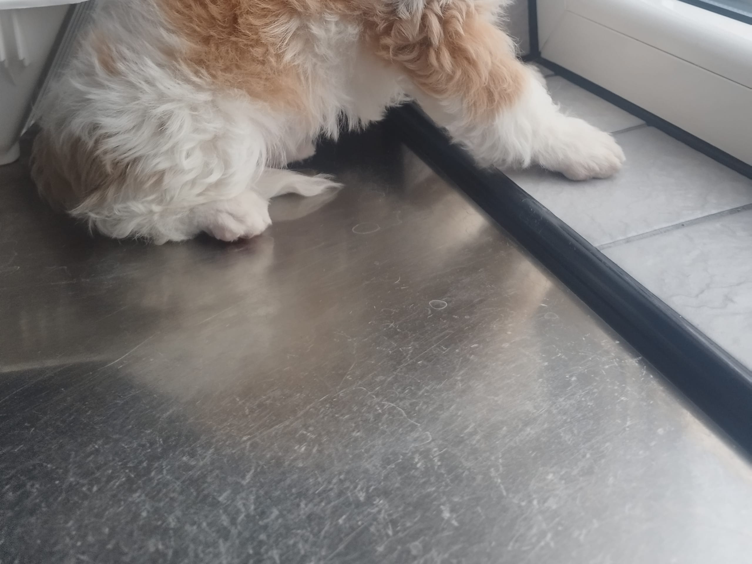 Hjortkvarns Cavapoo