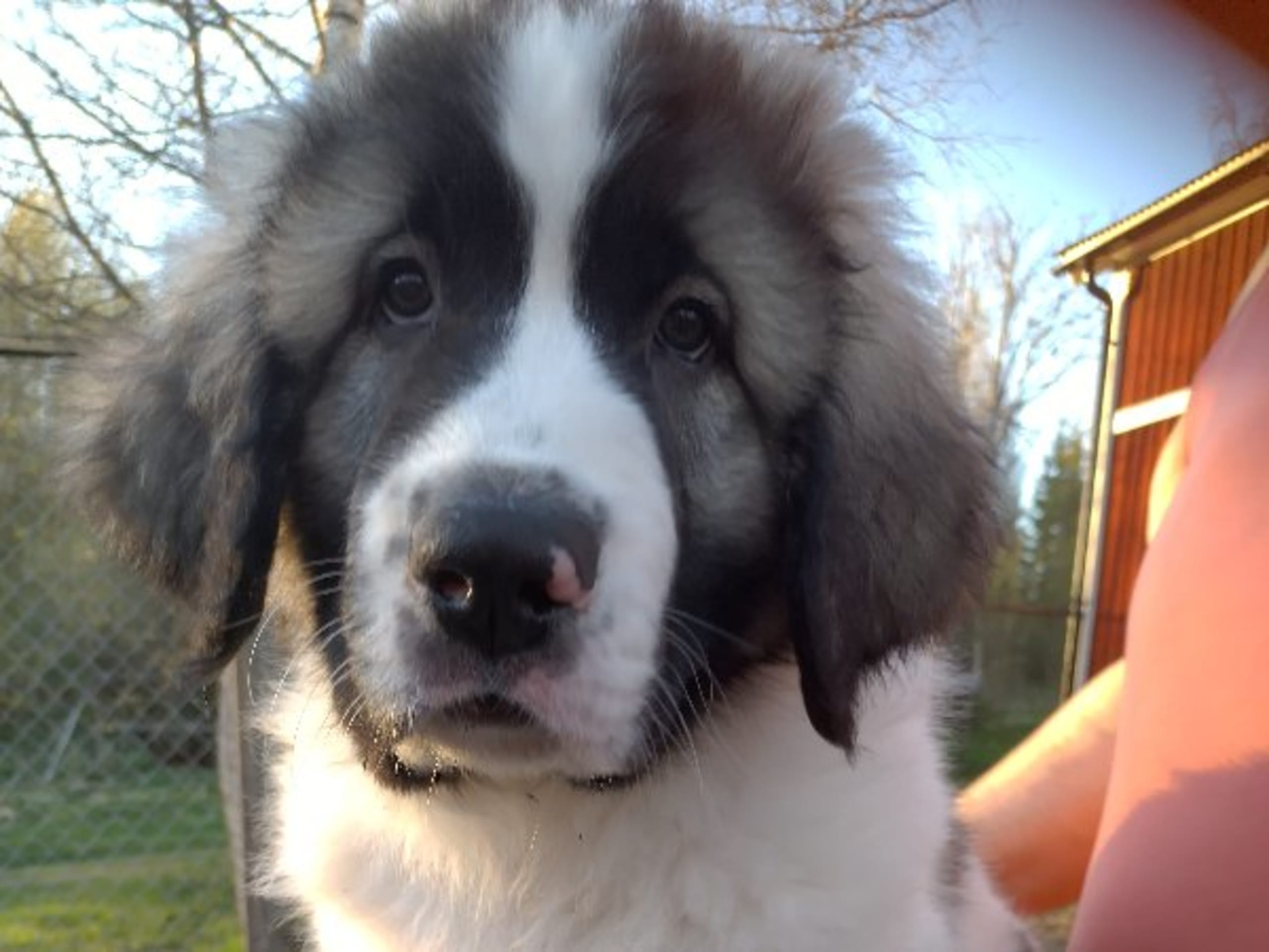 Pyrenean Mastiff · Grängesberg · Dulanilo's
