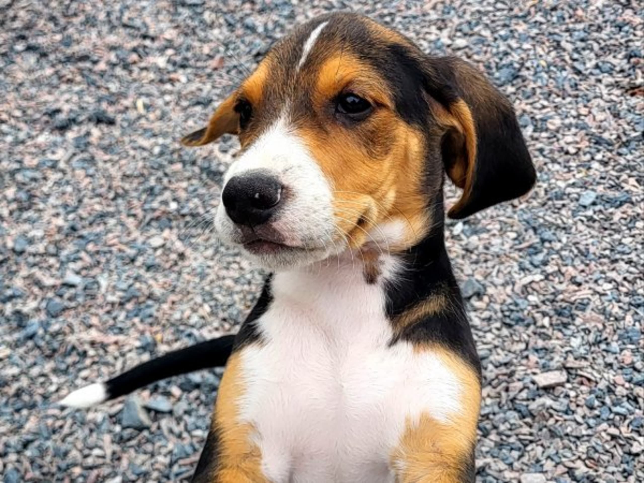 Hamilton Hound · örsundsbro · Ackers