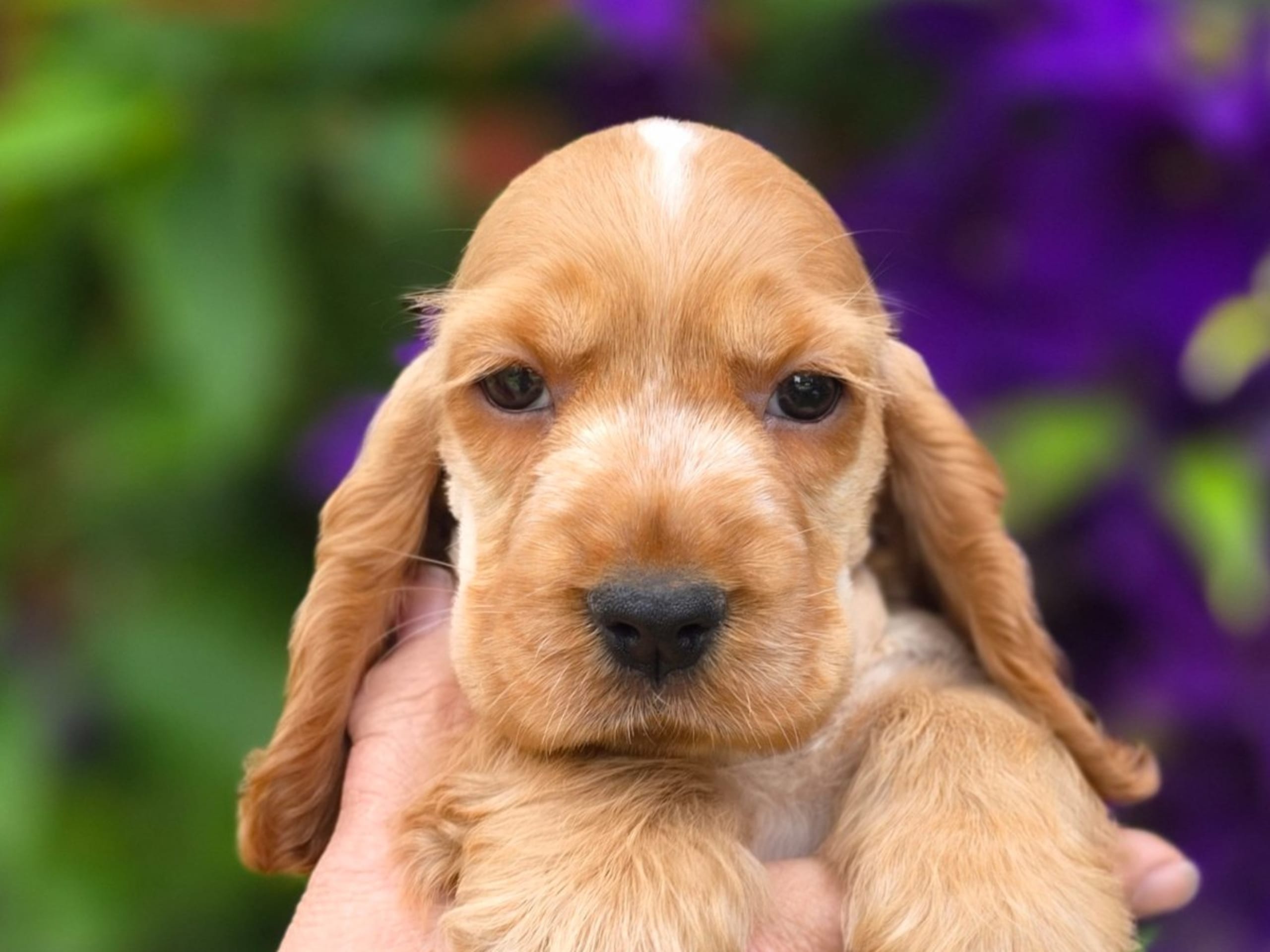 Cocker spaniel · Vikbolandet · Liljeblomman's Kennel