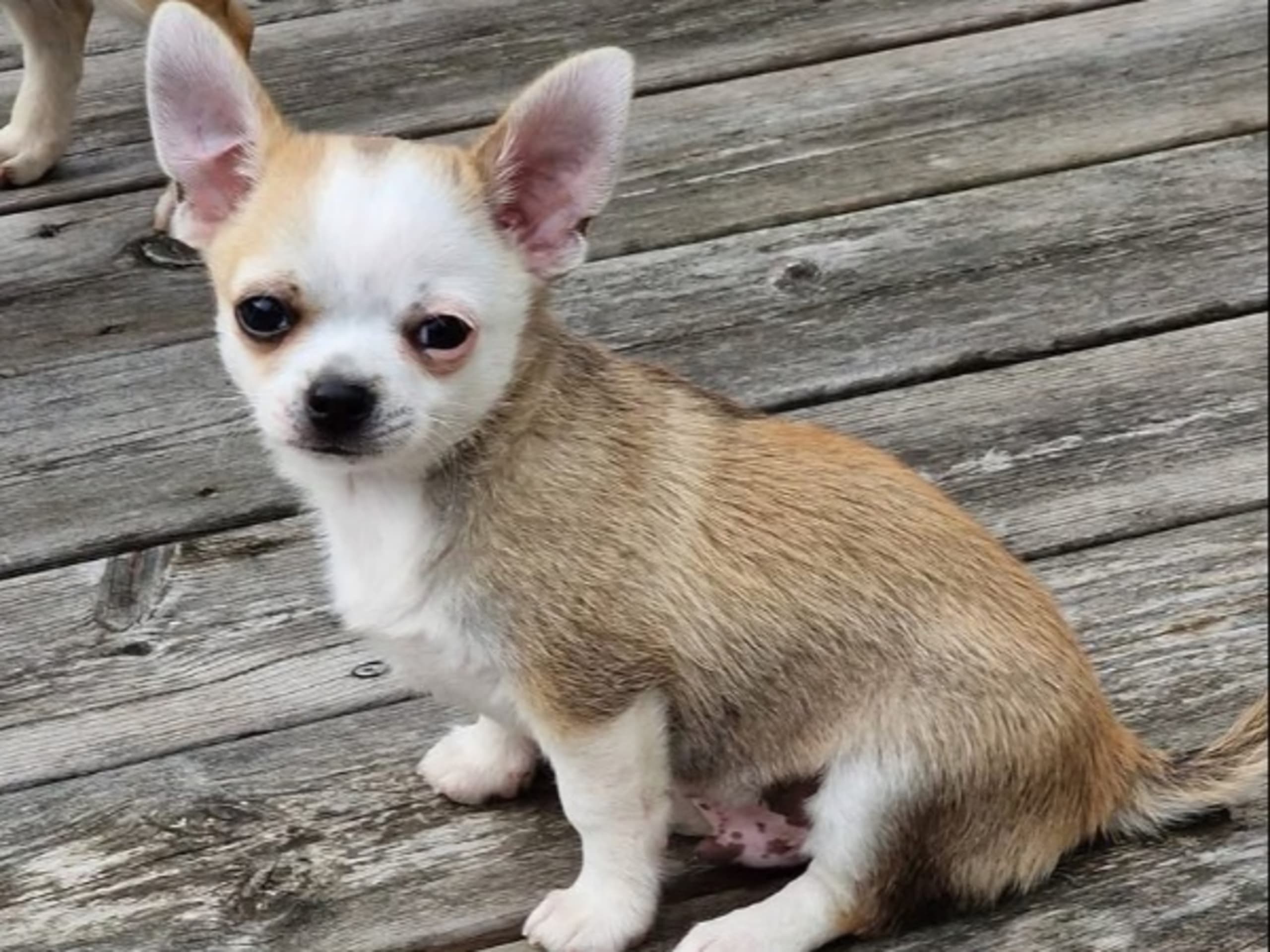 Chihuahua · Hindås · Gyllen Tass