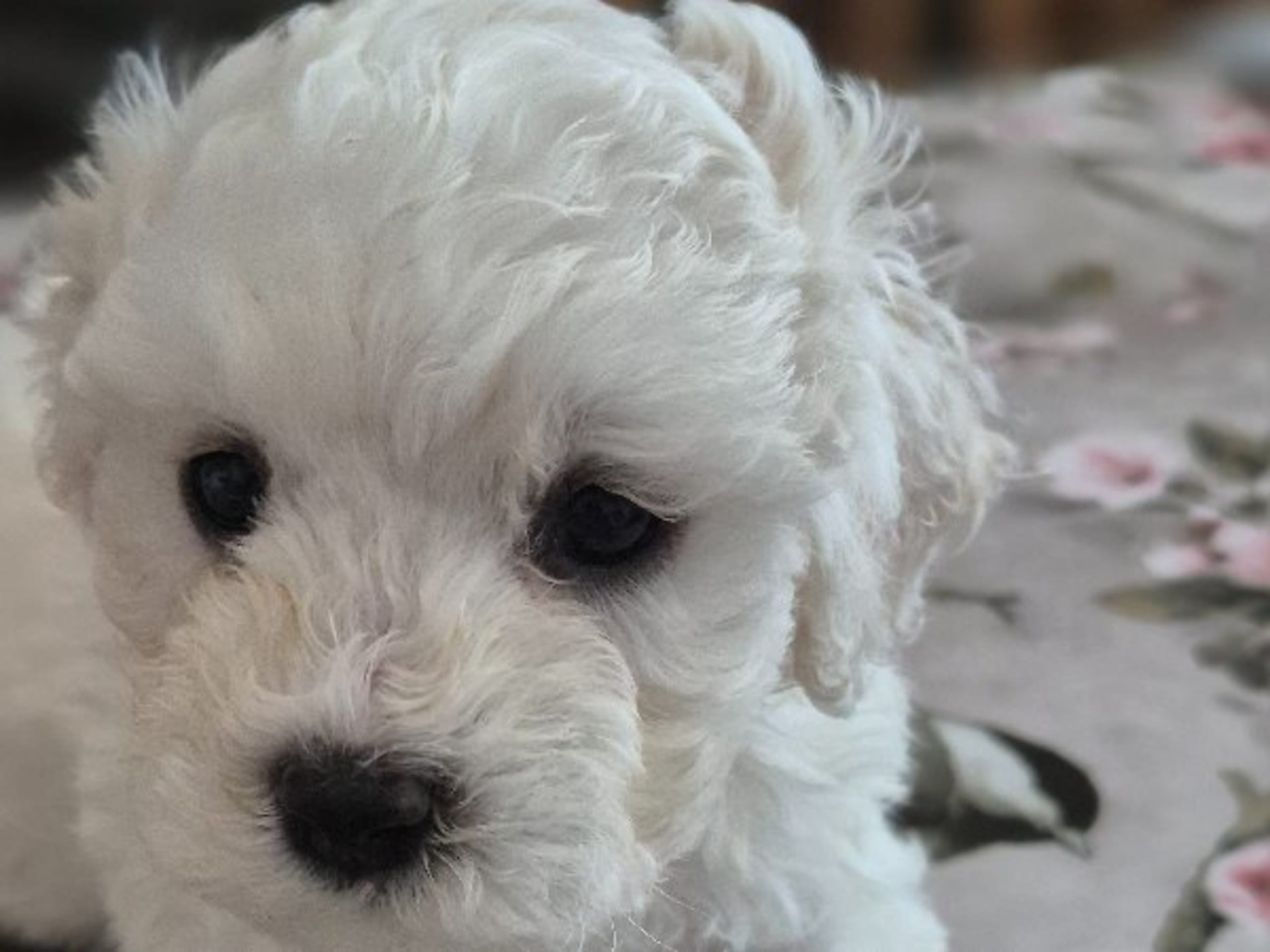 Bichon Frise · Malmö · White vision's kennel