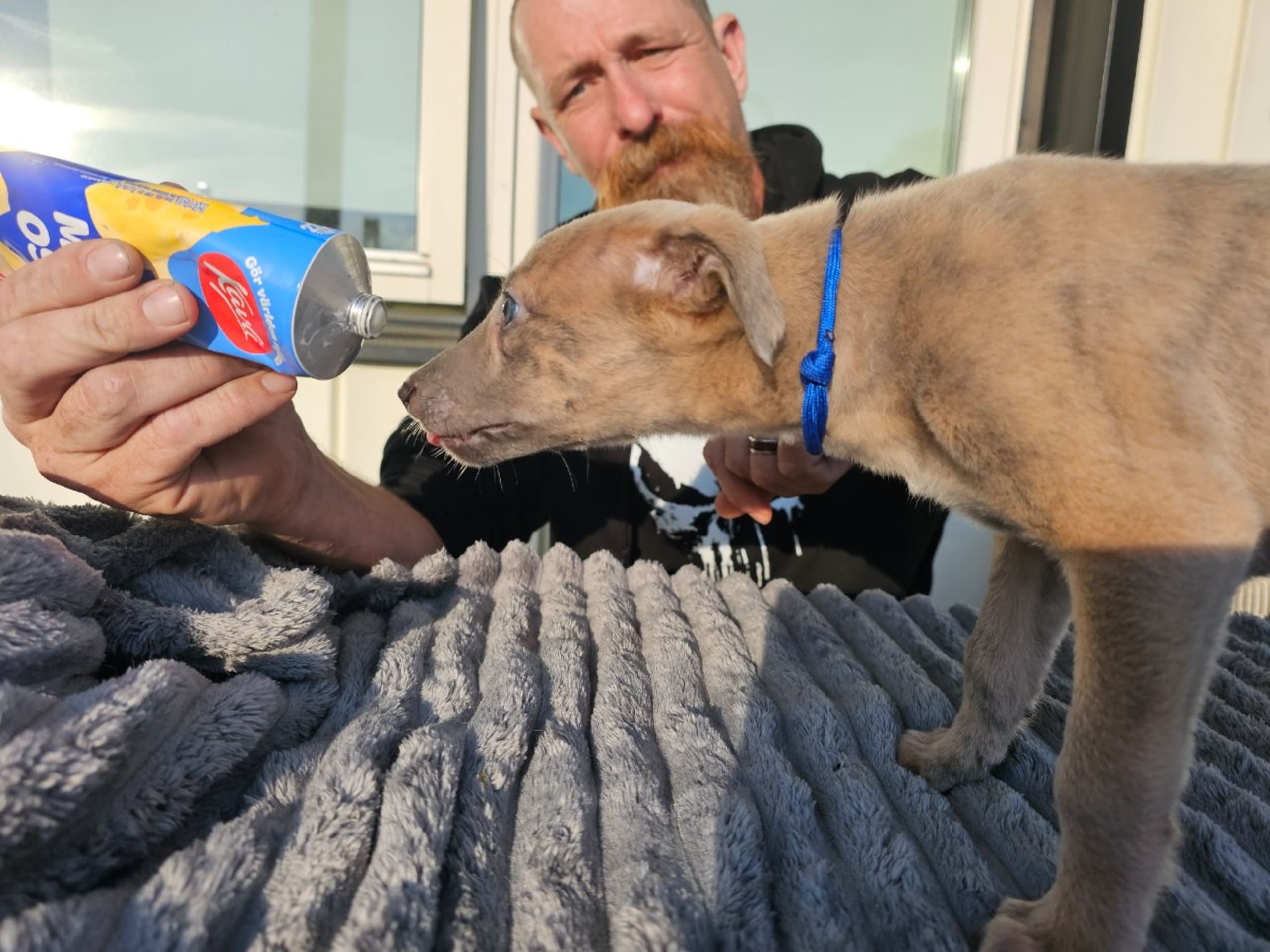 Whippet · Stråvalla · Kerduns