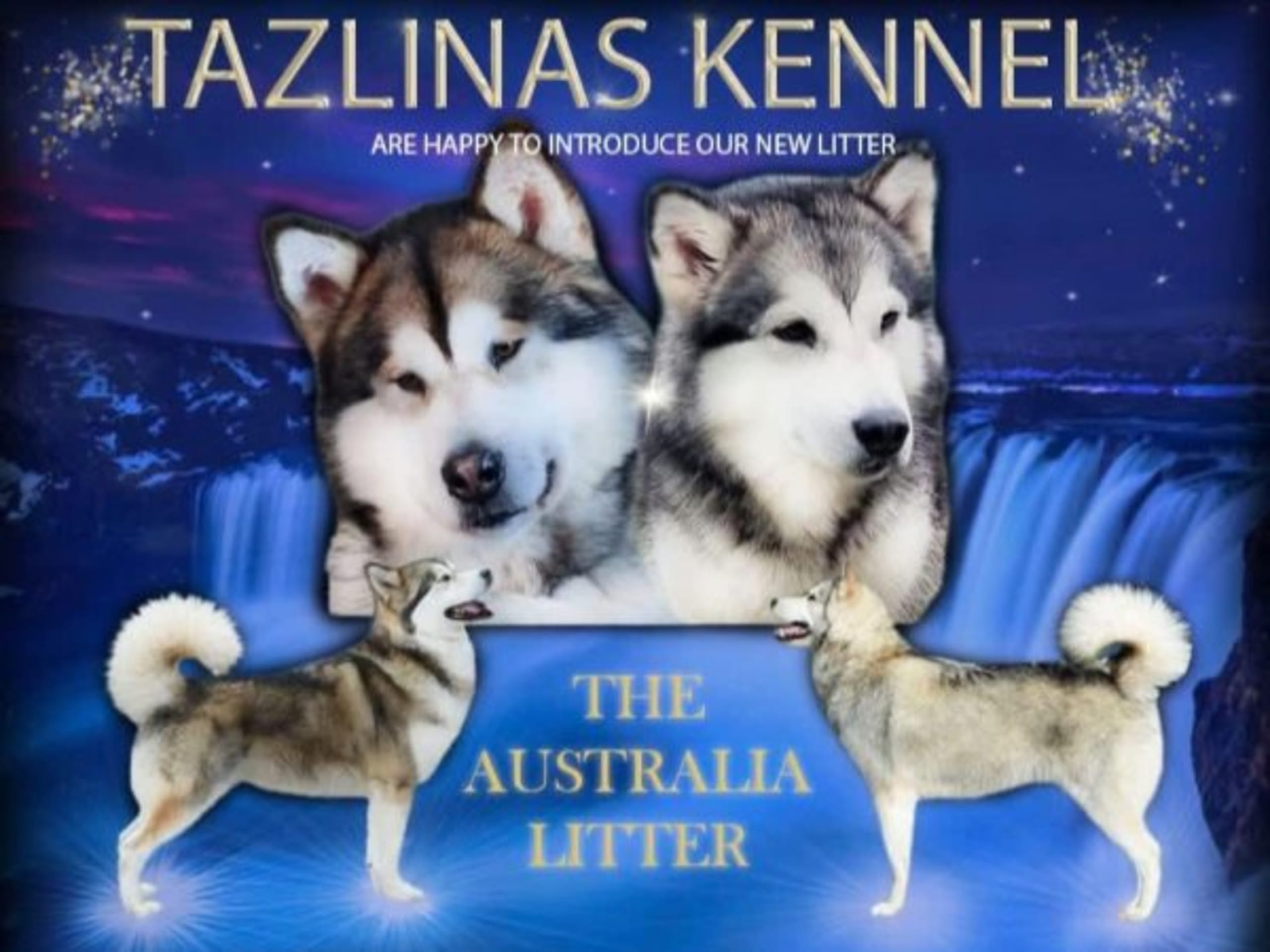 Alaskan Malamute · Ludvika · Tazlinas