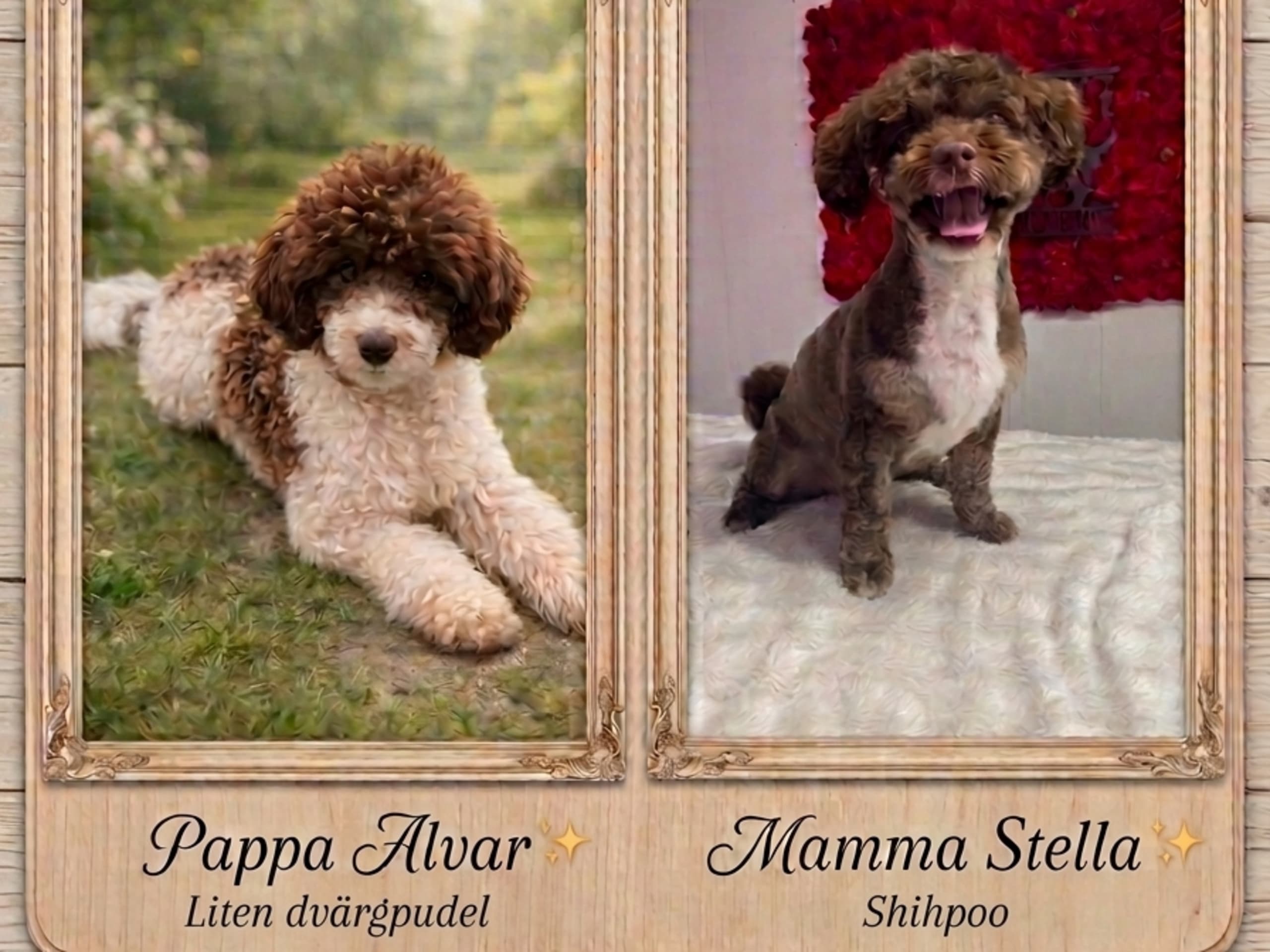 Shihpoo · Nol · Lyckliga Vovven