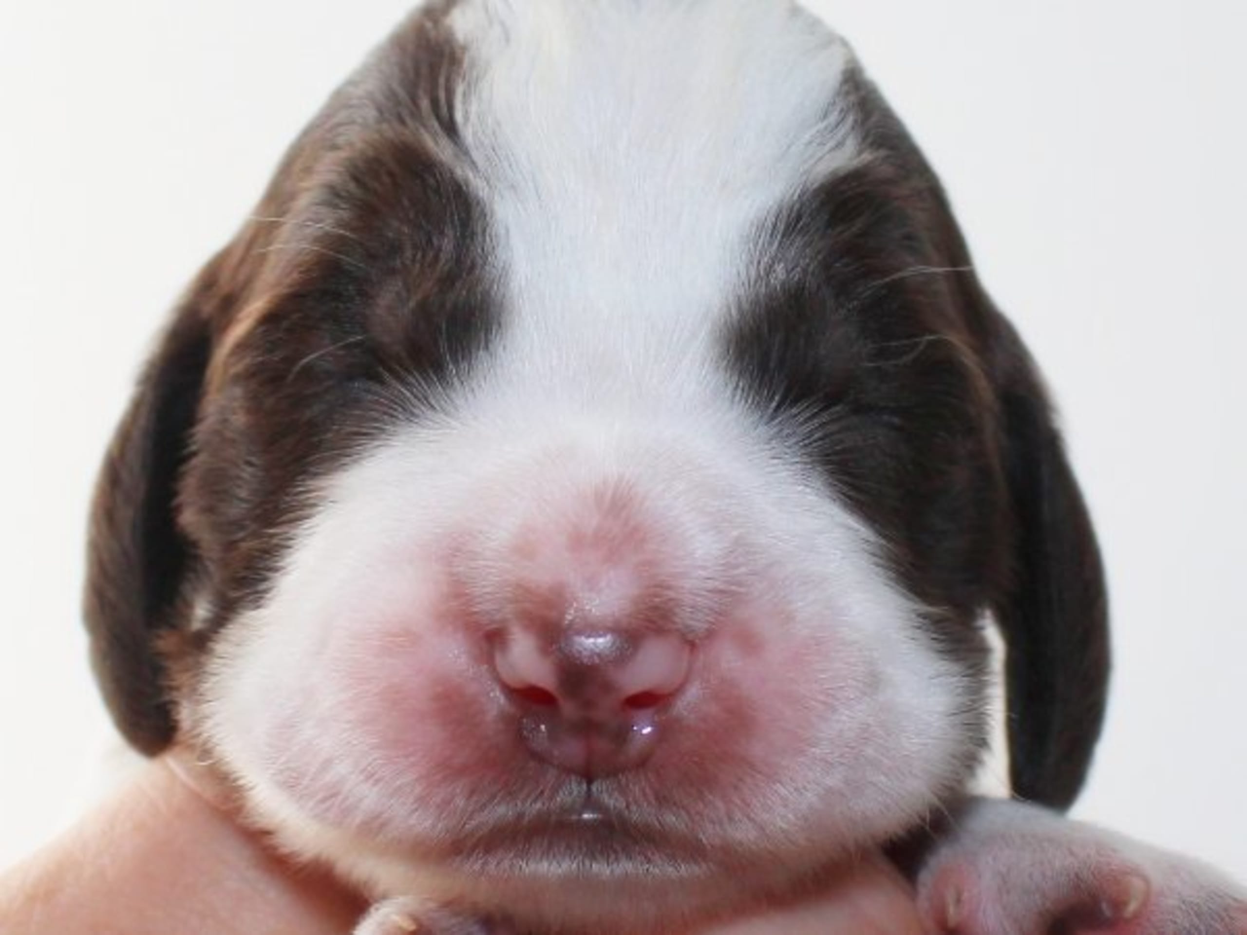 English Springer Spaniel · Uppsala · Quality Design