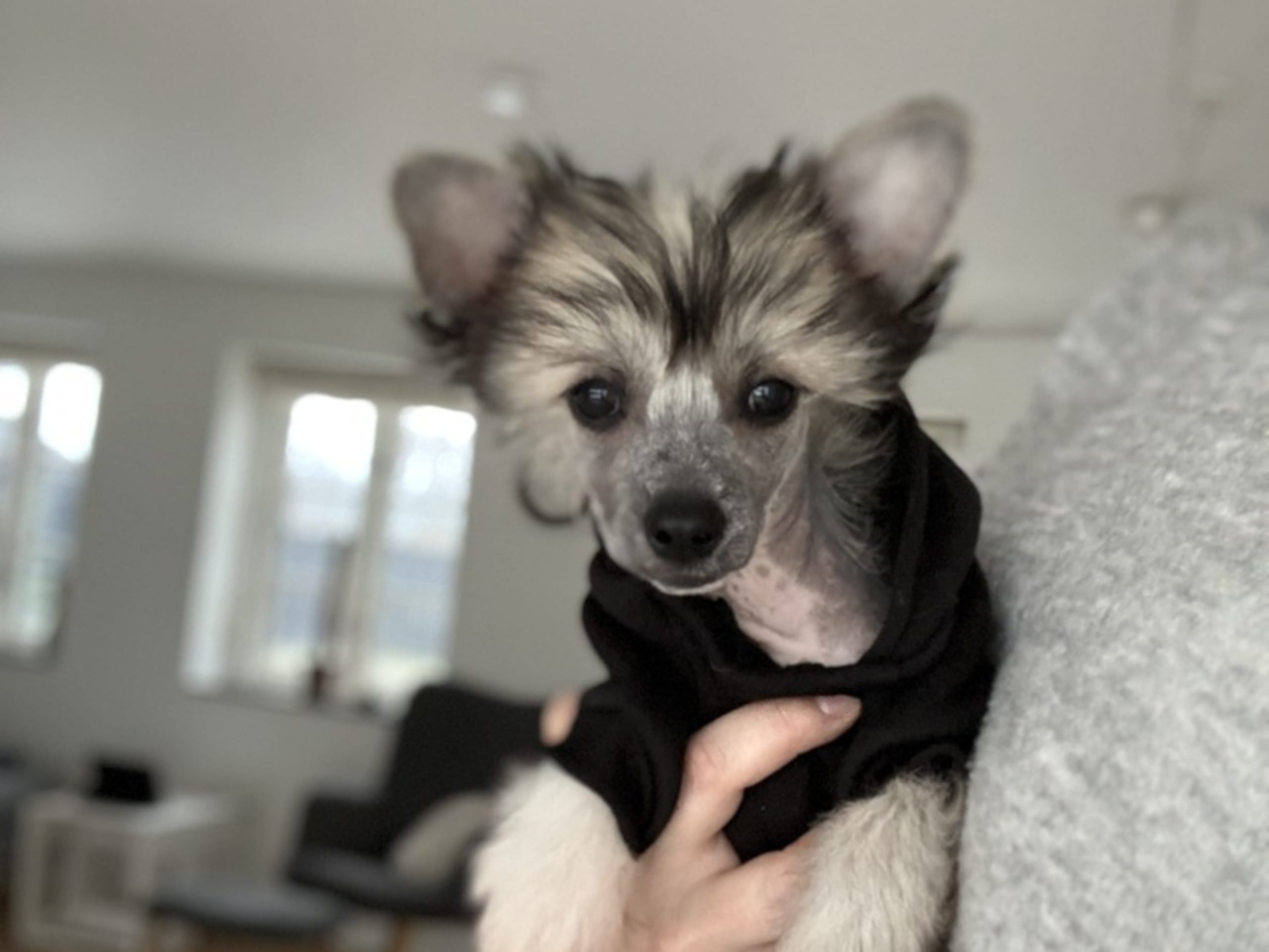 Chinese crested dog · Hornsyld · Leed's Infinity