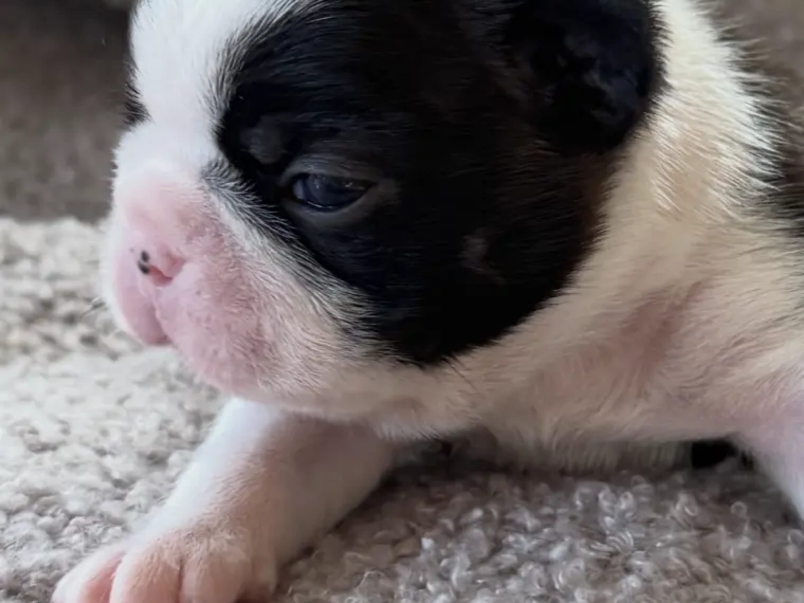 Boston terrier · Klæbu · Marianne Arntzen