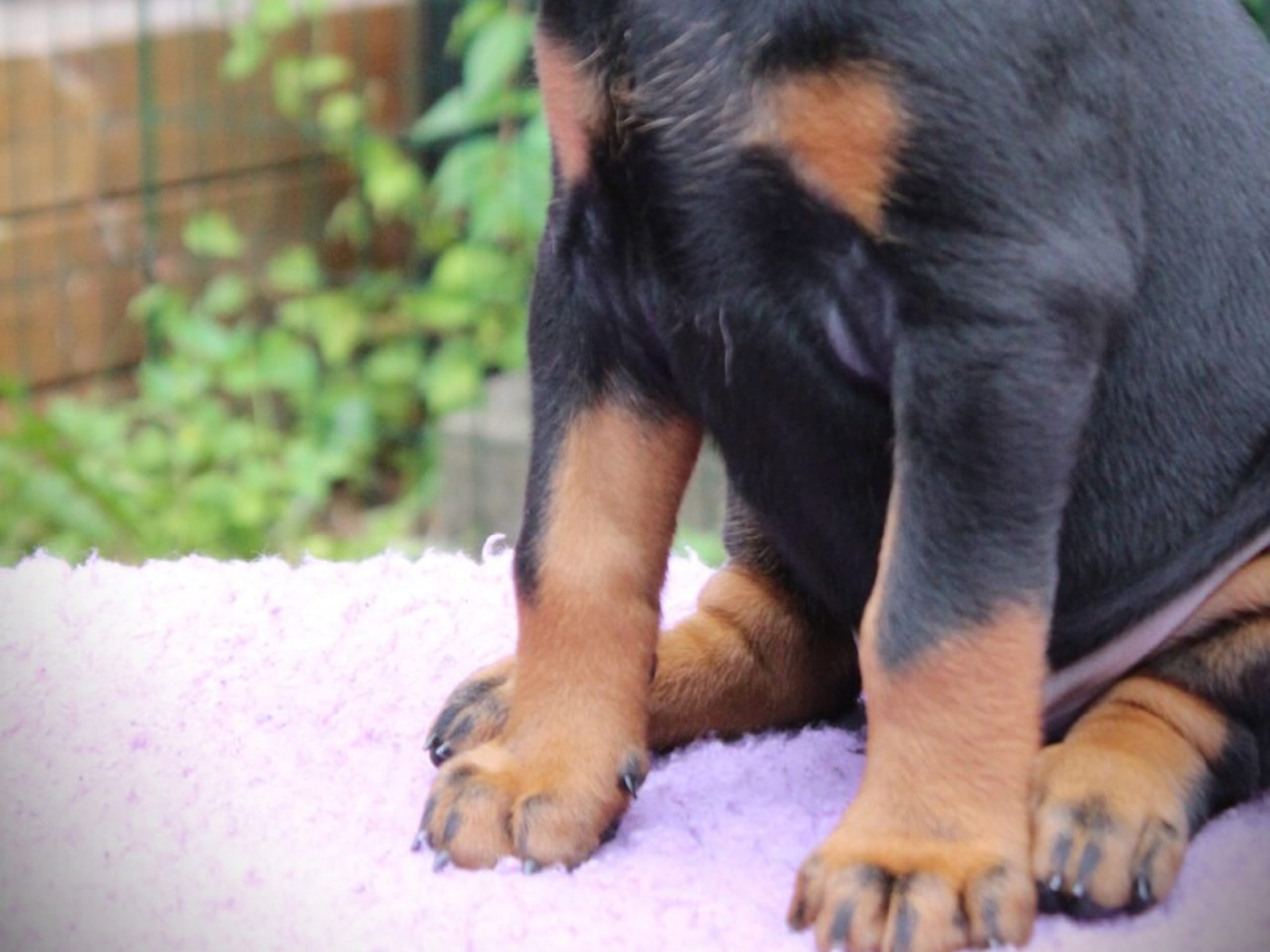 Dobermann · Hørve · Iztaris