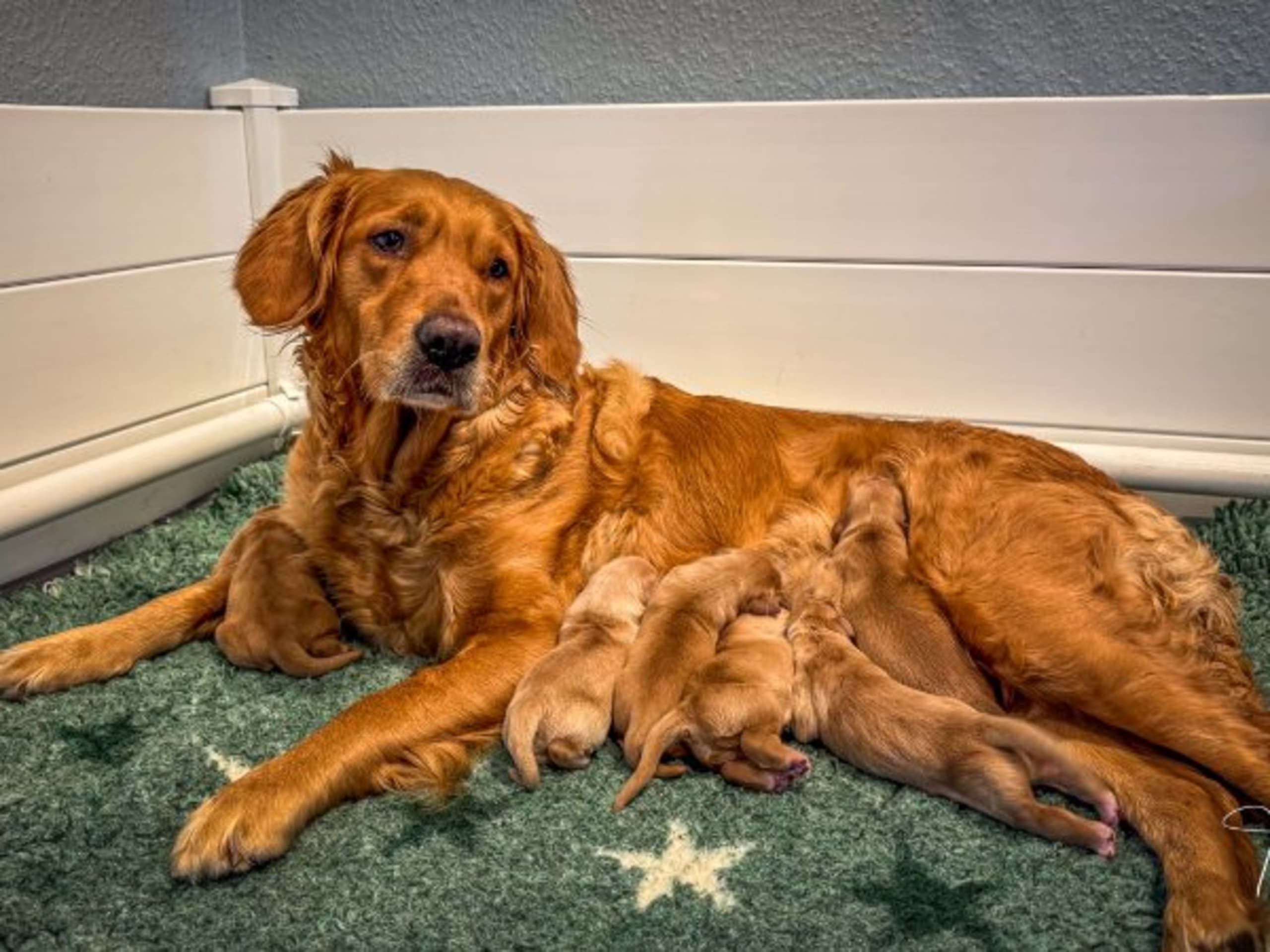 Golden Retriever · Anderslöv · Rivenfield