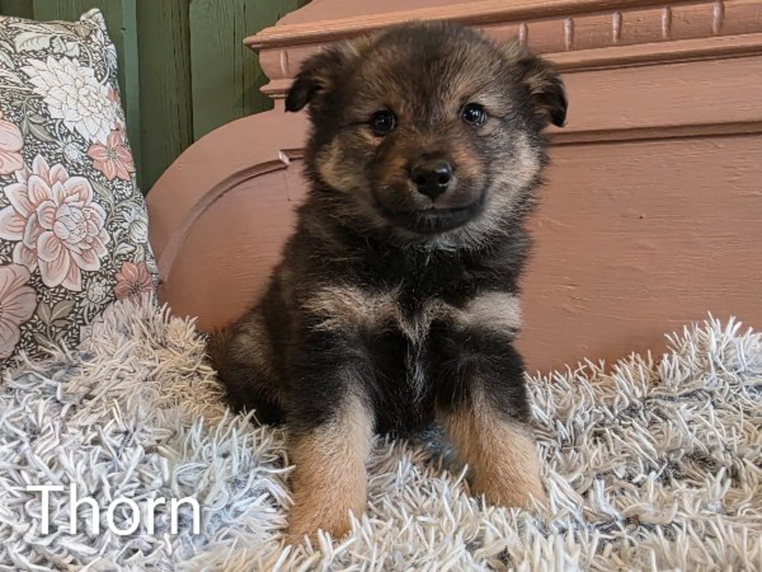 Finnish Lapphund · Lycksele · Tanne Gårds