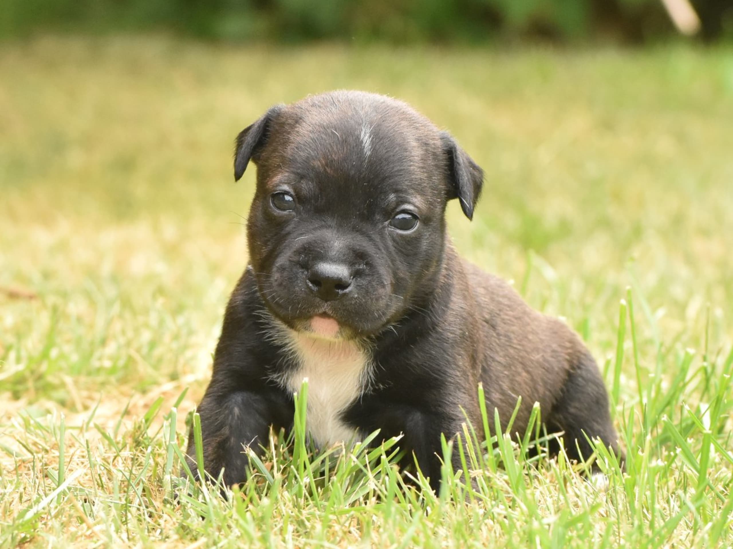 Staffordshire bullterrier
