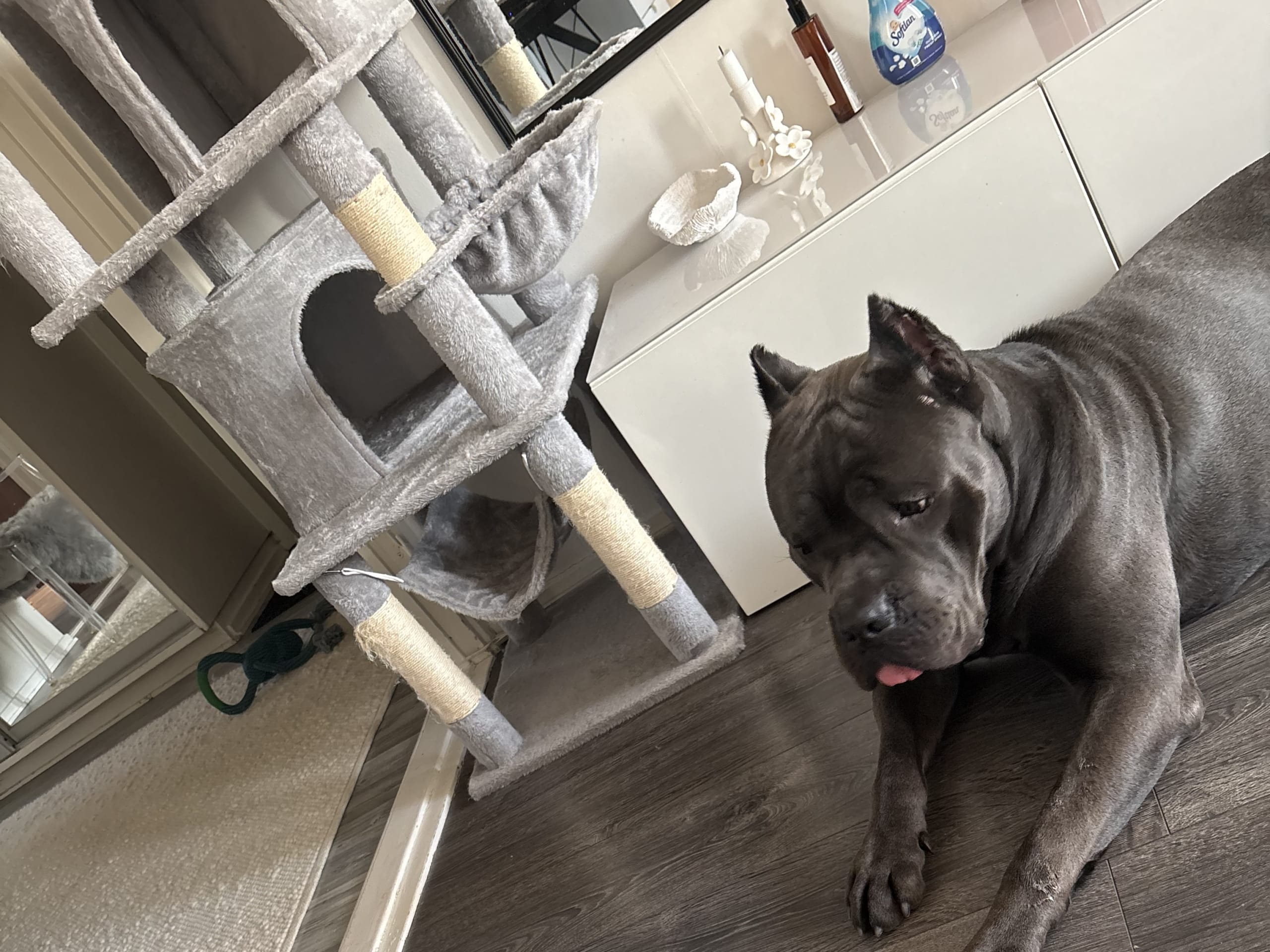 Cane corso · Saltsjö-boo · Jenny E.